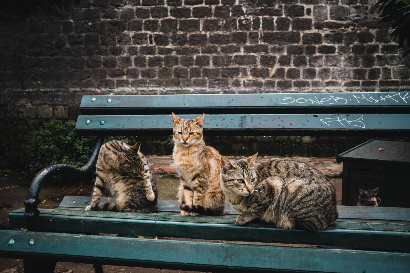 Bar, Montenegro: Ancient Ruins, 2 000-Year-Old Olives & a Working Port