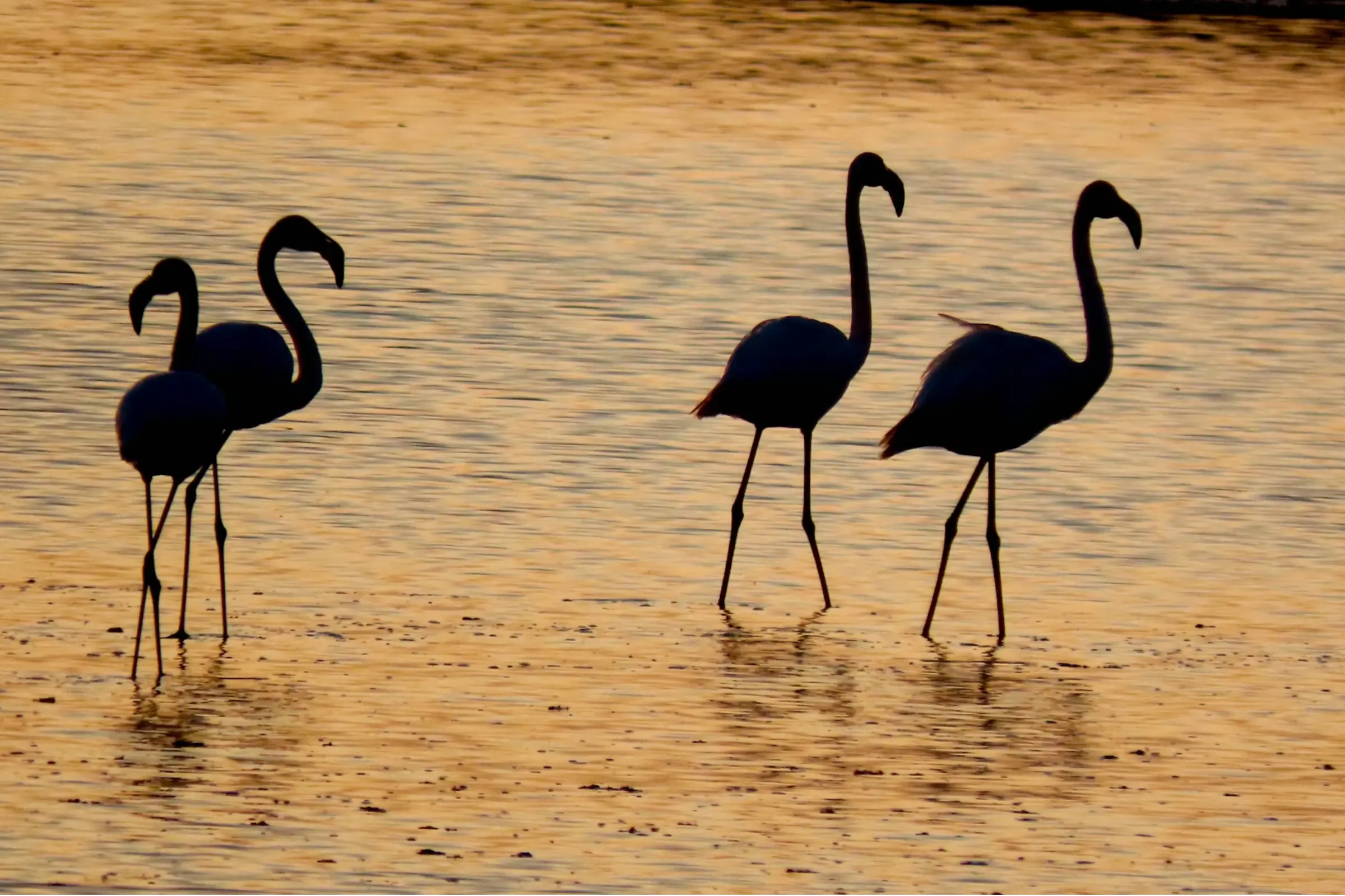 Tivat Saline