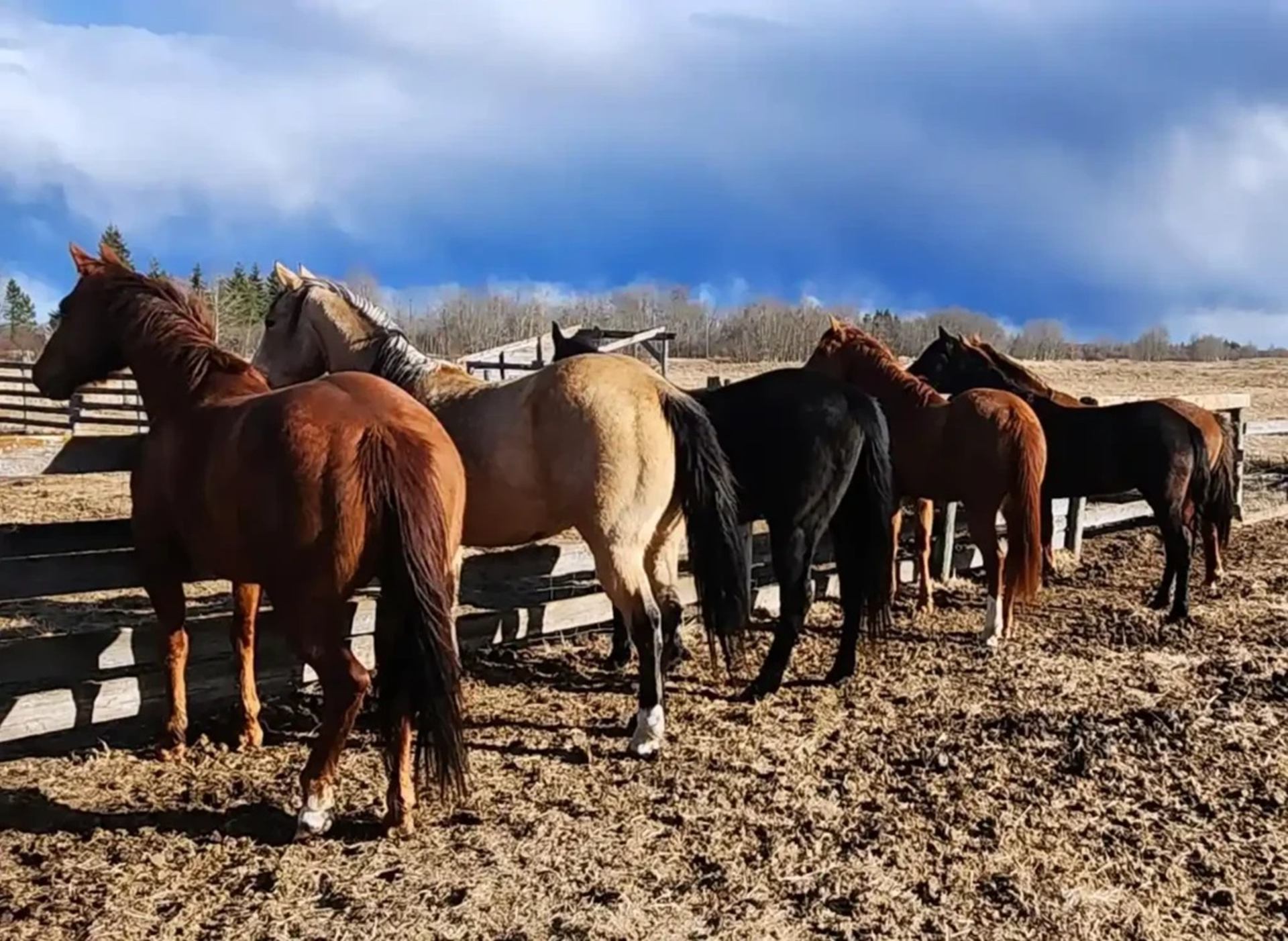 Group of horses standing in a muddy paddock beside a wooden fence under clouds.