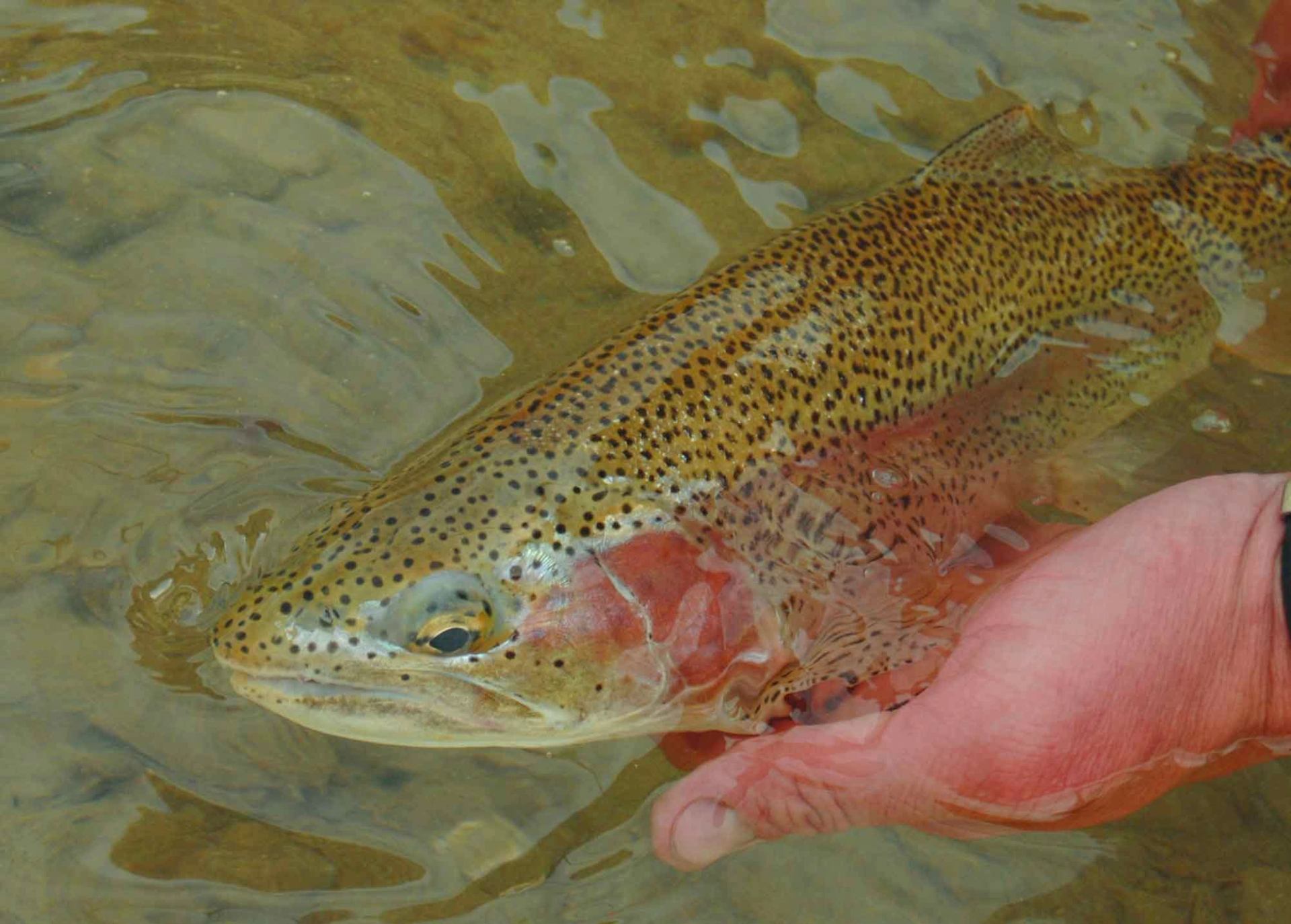 Spotted trout rests in a hand beneath shallow water.