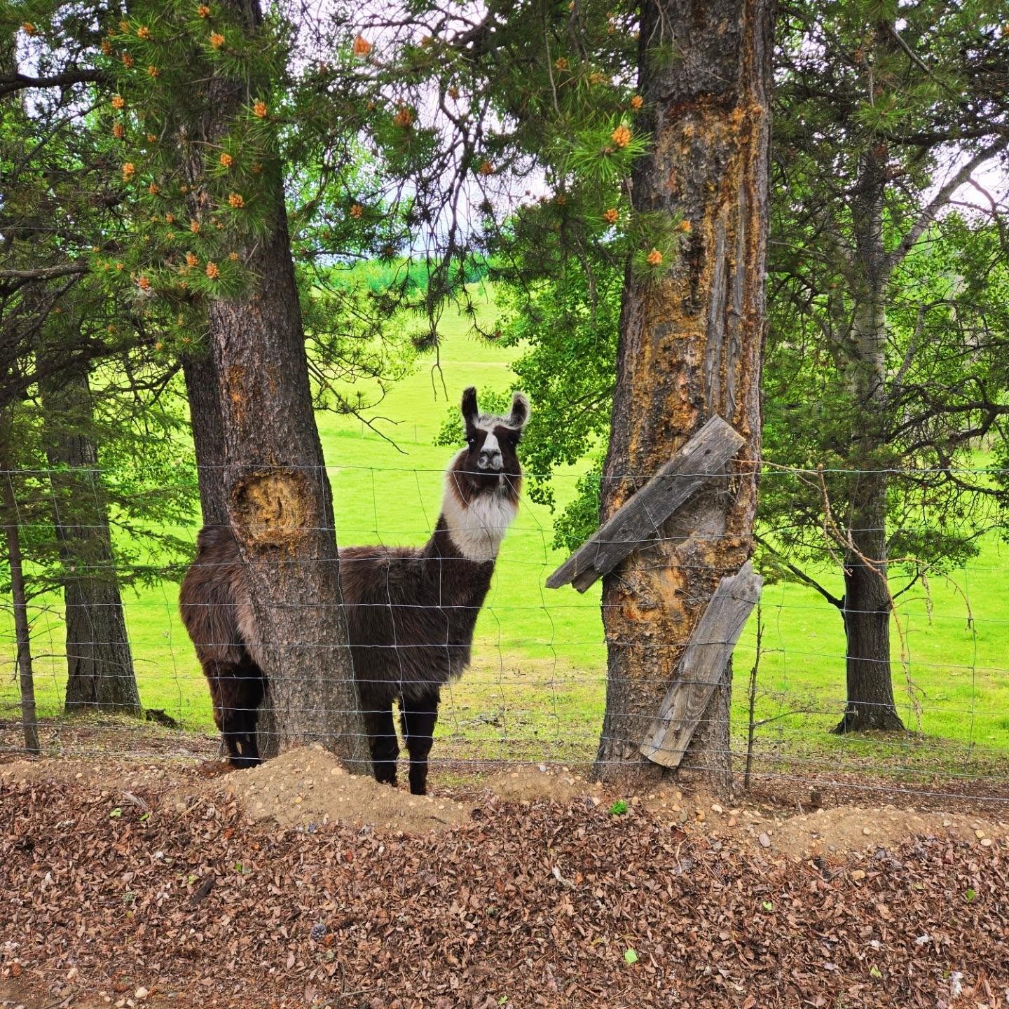 Brown and white llama stands behind wire fence between trees in green field.