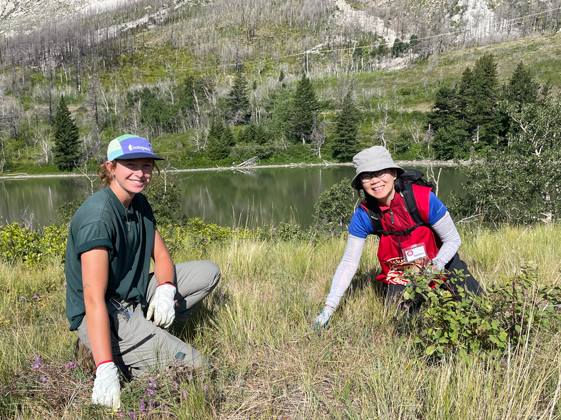 Two volunteers crouch in a field pulling knapweed