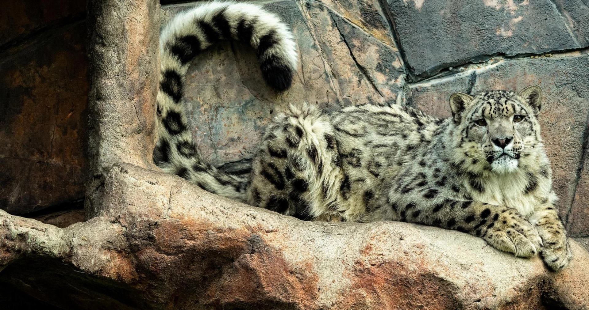 A snow leopard rests on a rocky ledge, showing its thick spotted coat and long striped tail.