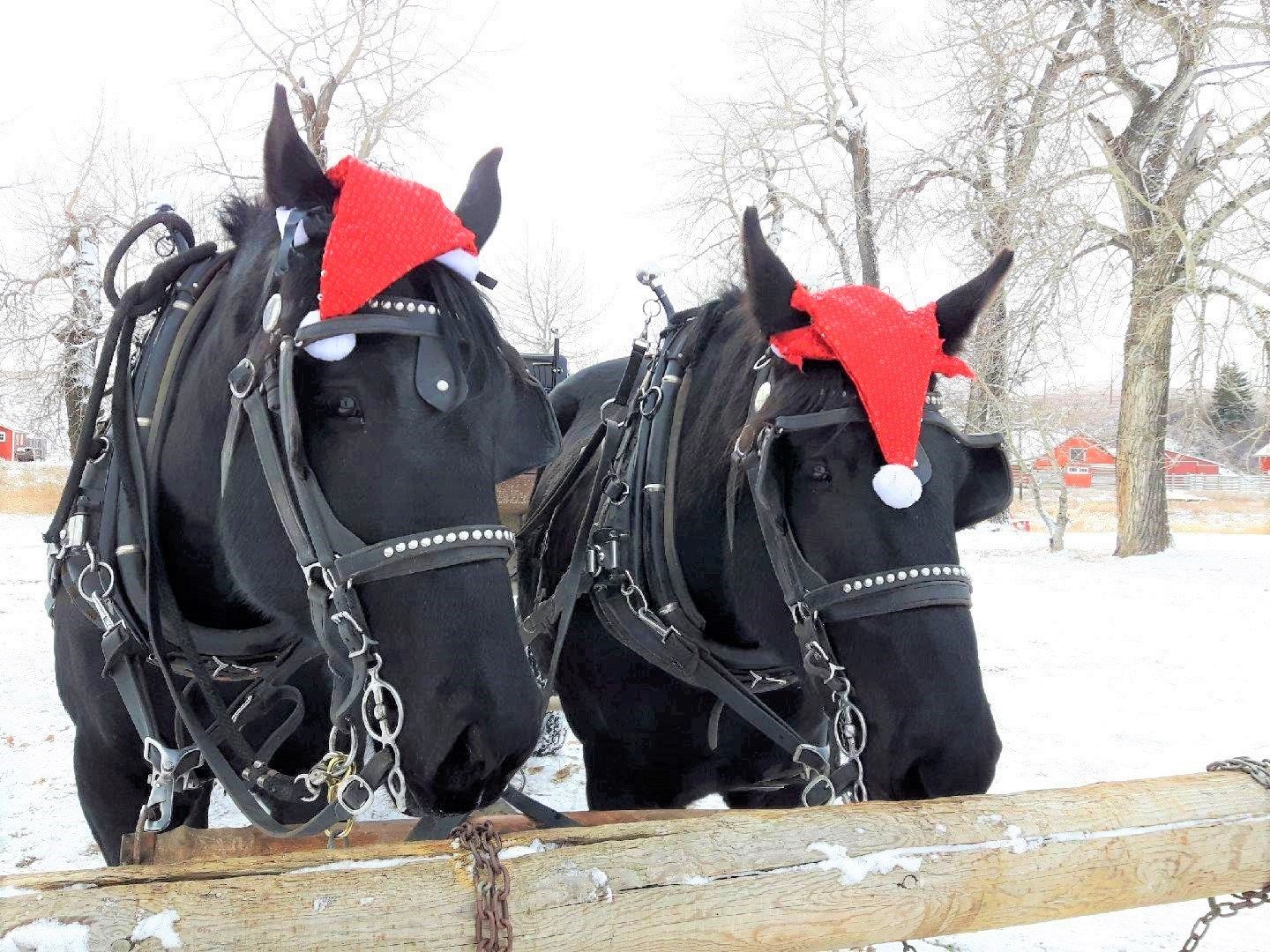 Pekisko Creek Western Christmas Market | Canada's Alberta thumbnail