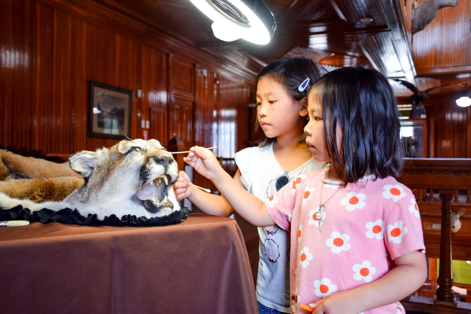 Children cleaning the eye of a cougar pelt.
