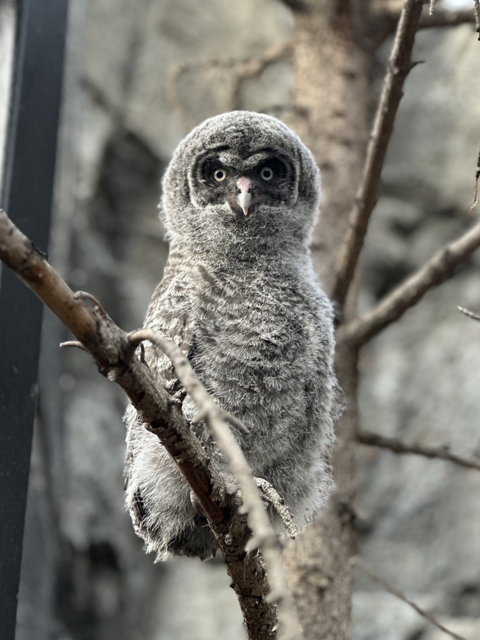 Fluffy grey owlet perched on a bare tree branch against blurred rocky background.
