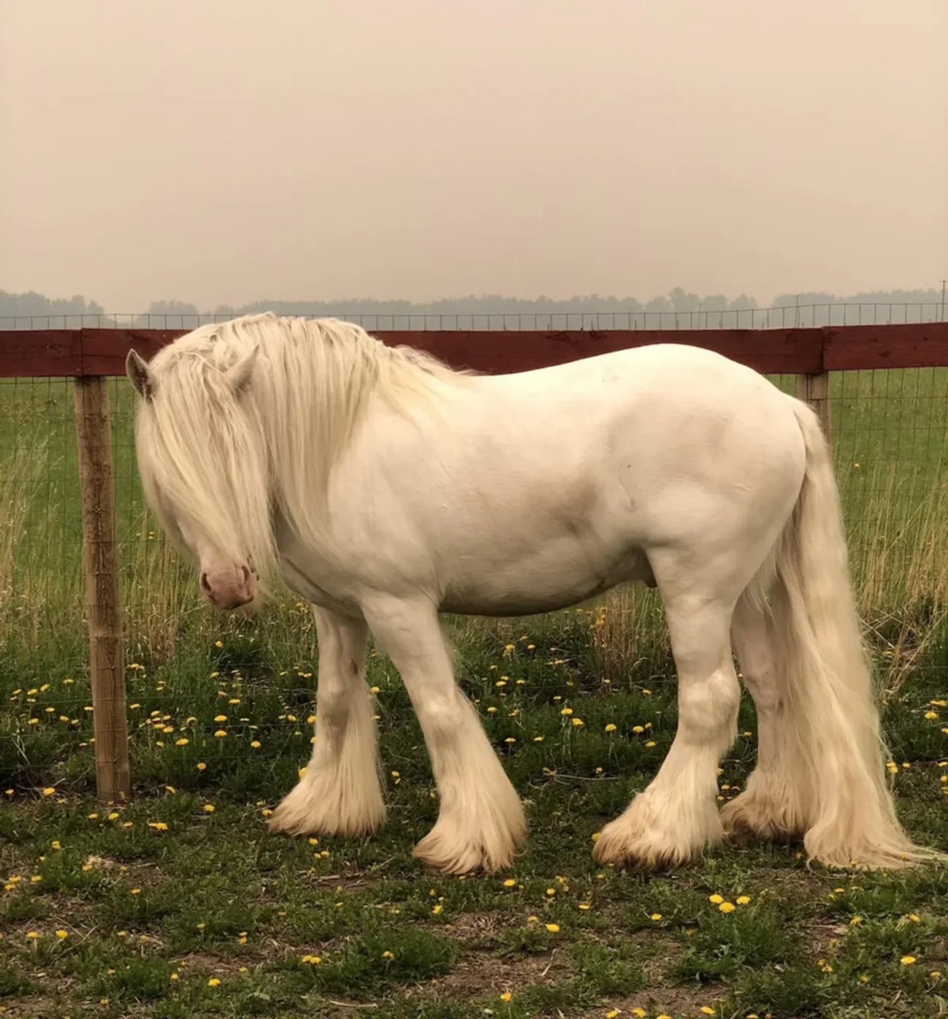 White horse with long mane and feathered legs standing in grassy fenced field.