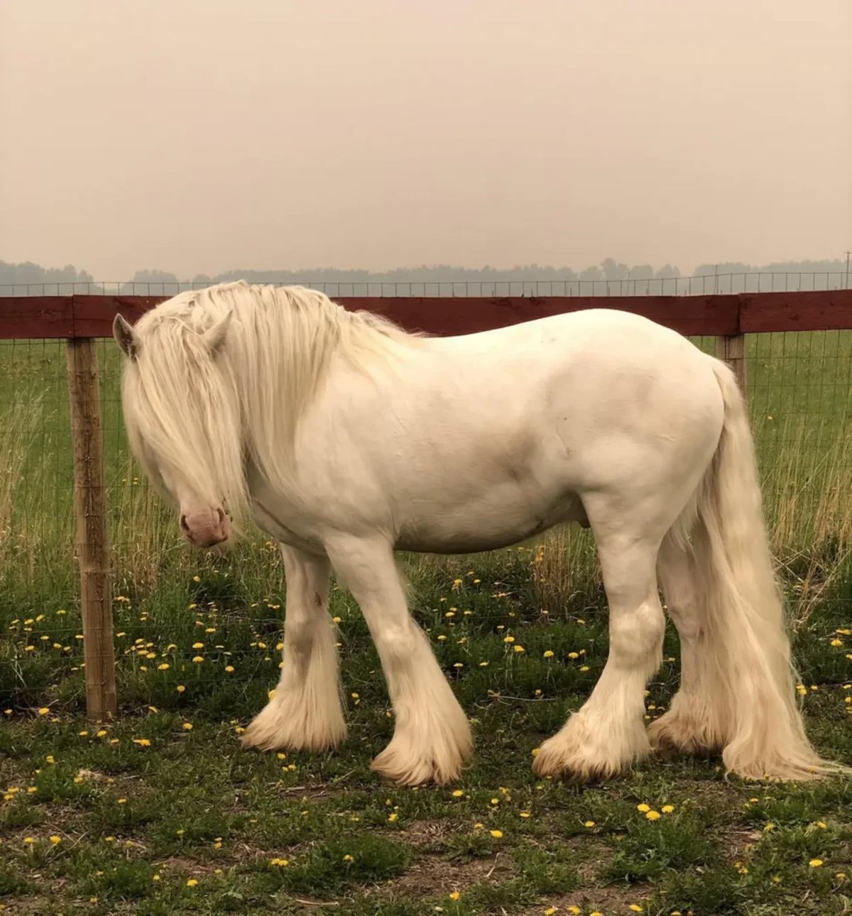 White horse with long mane and feathered legs standing in grassy fenced field.
