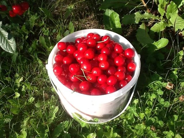 White bucket of red cherries on grass beside leafy plants.