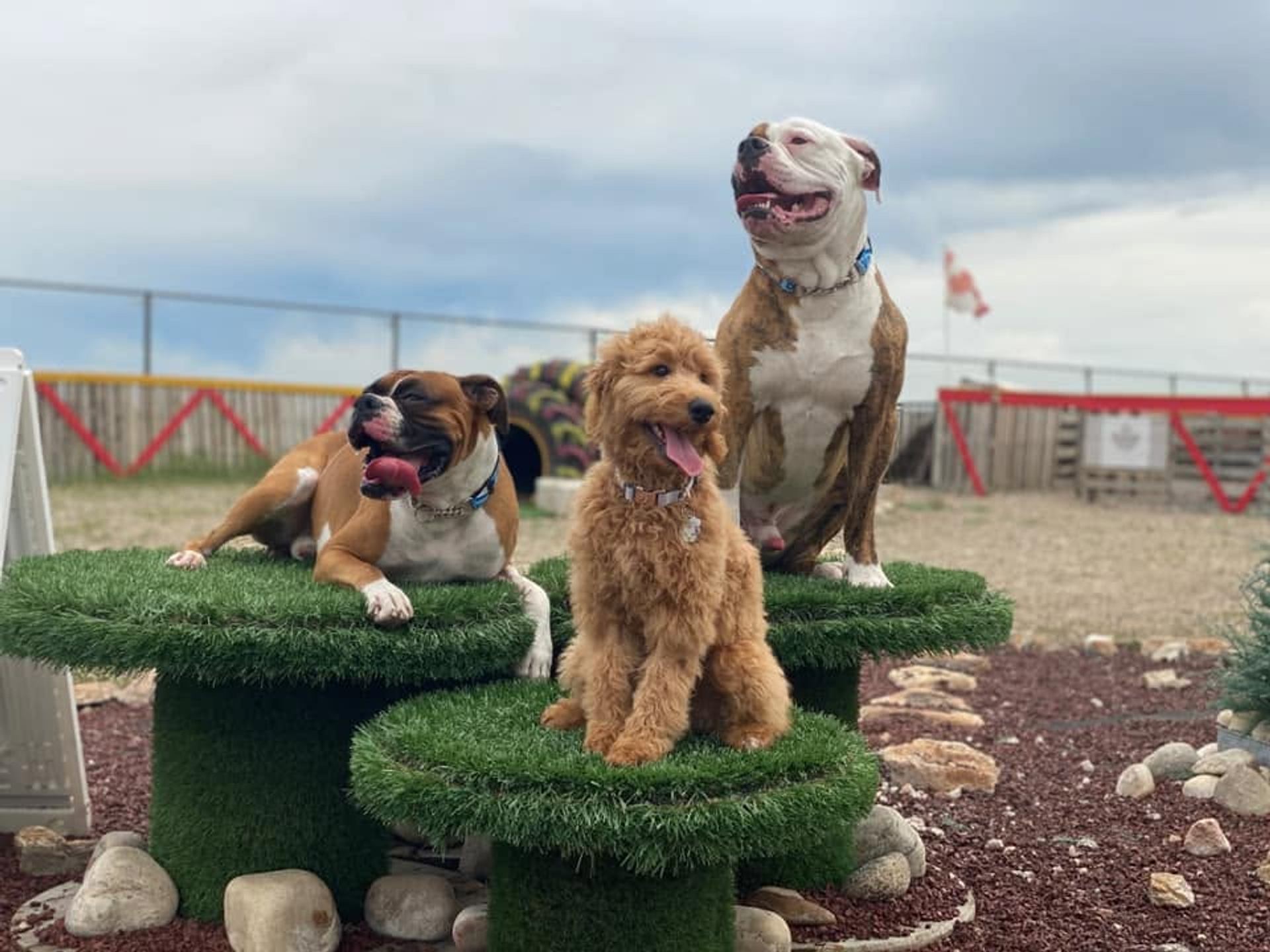 Three dogs sit on artificial grass platforms in an outdoor fenced play area.