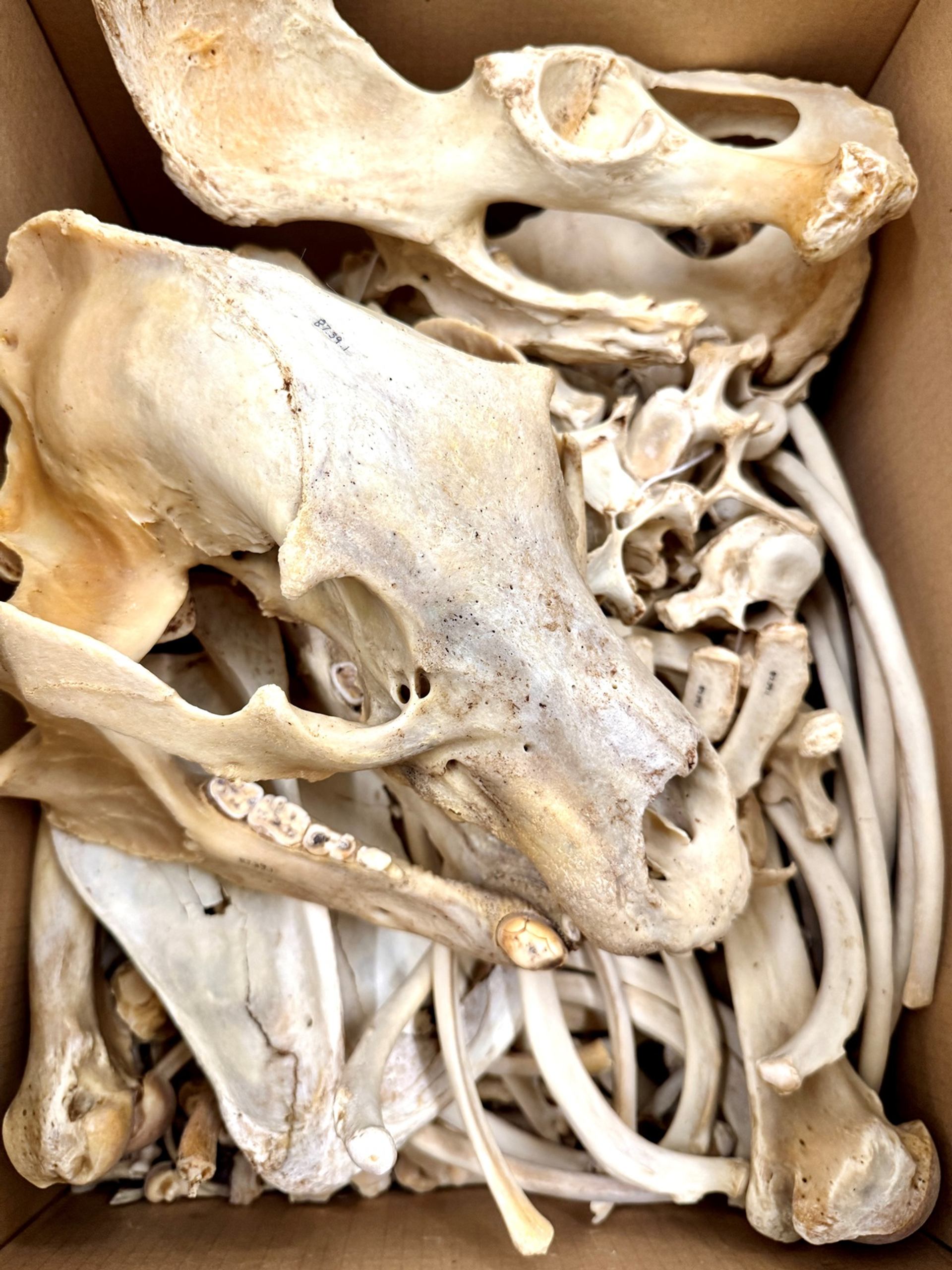 A cardboard box filled with various animal bones, including skulls, ribs, and vertebrae.