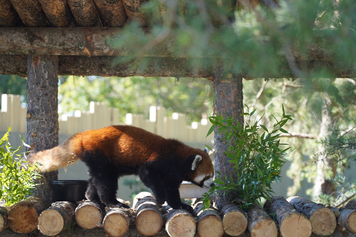Red panda walks across logs beside green bamboo in a wooded enclosure.