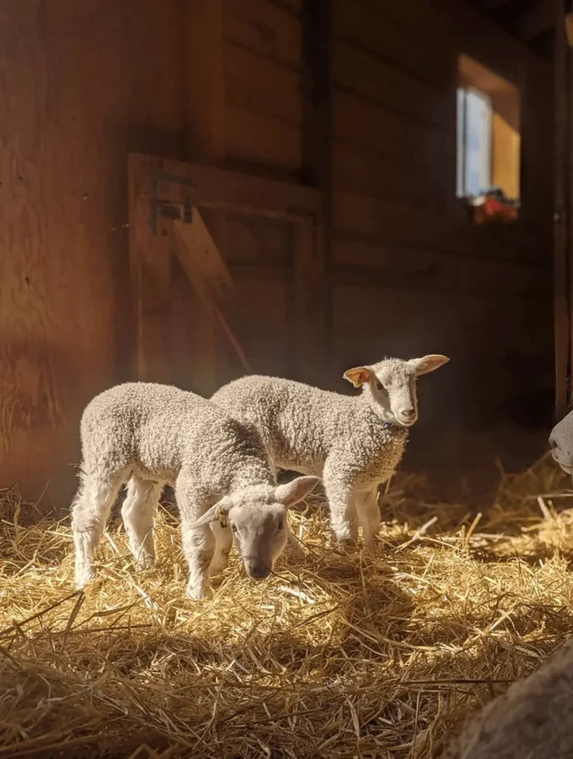 Two lambs stand on straw inside a wooden barn with light from a window.
