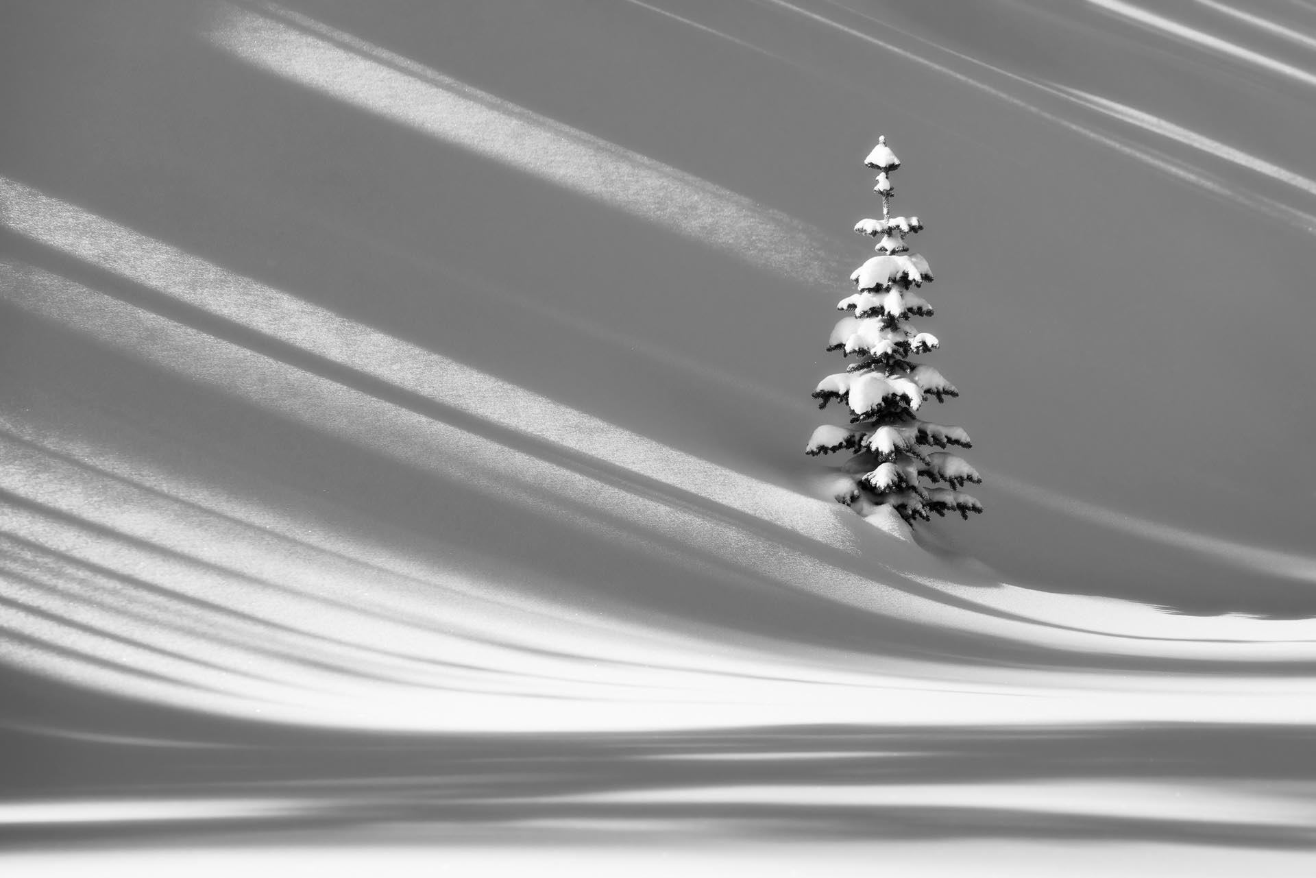 A small, snow-covered evergreen tree stands on a snowy slope with long shadows, in black and white.