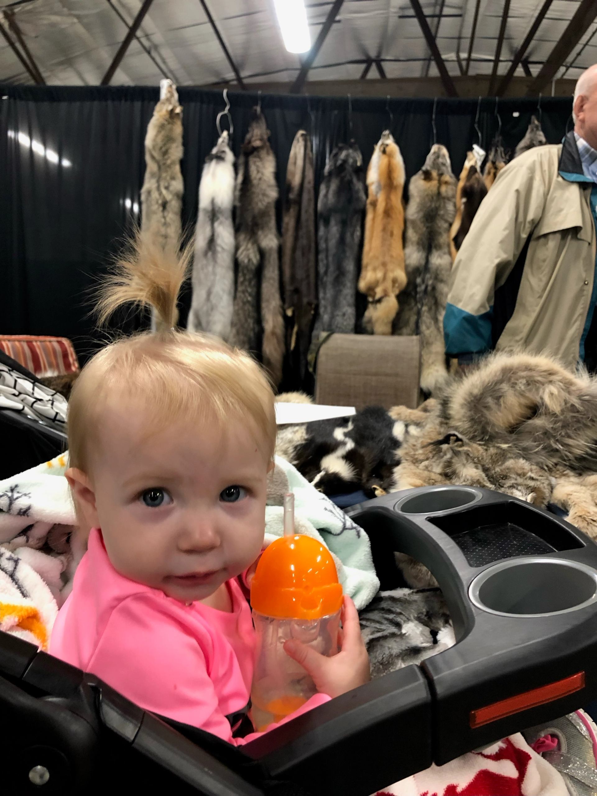 Toddler in stroller holding sippy cup, seated before hanging animal pelts indoors.