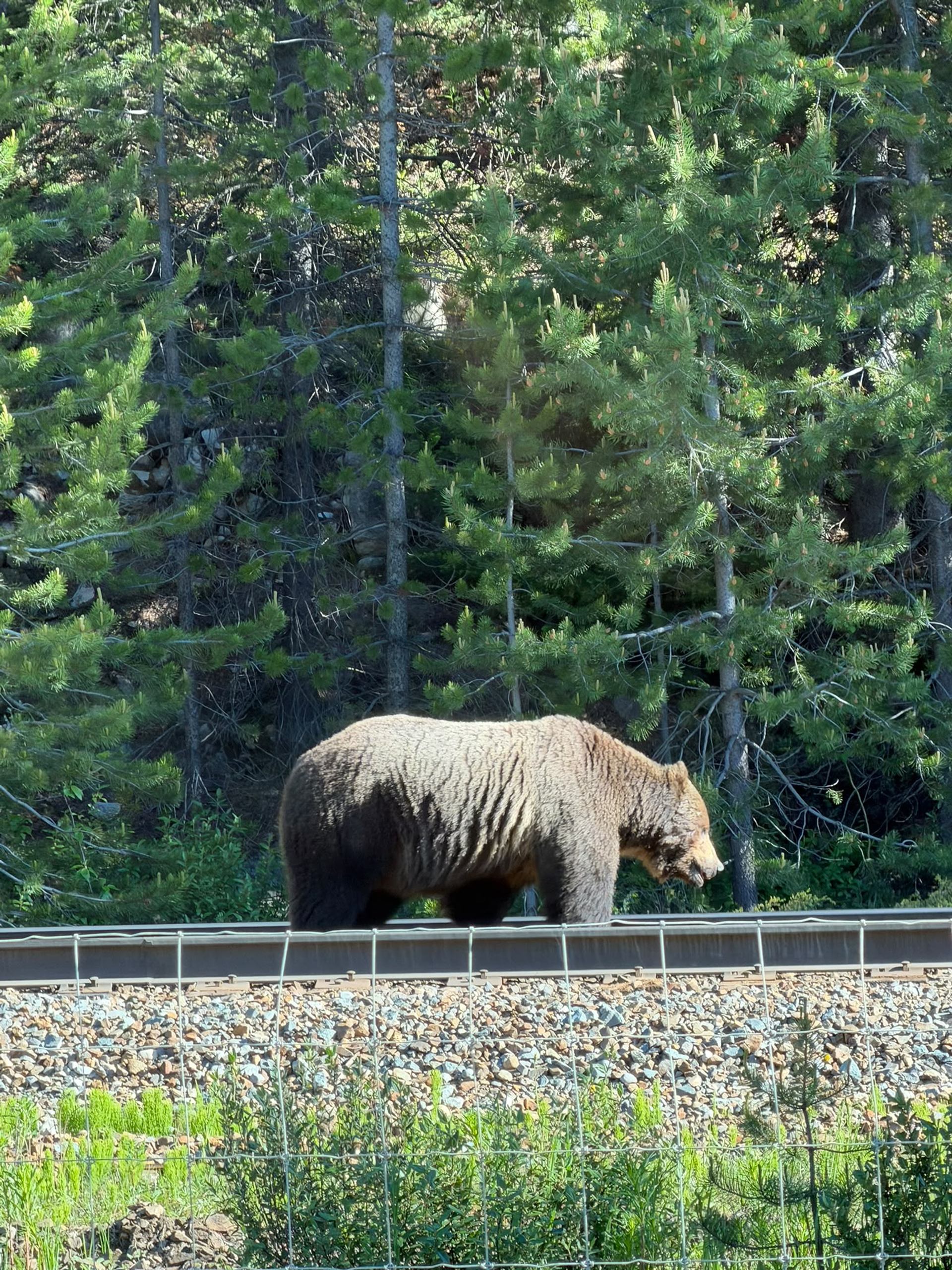 Grizzly bear walks along railway tracks beside a dense evergreen forest.