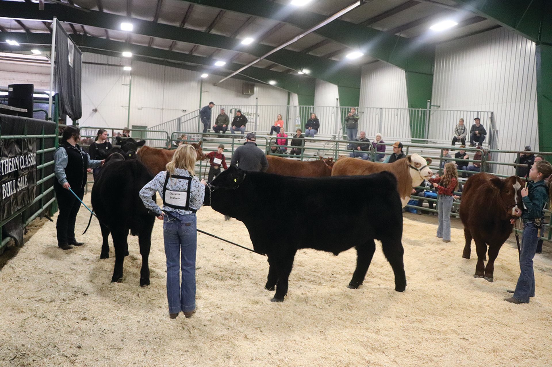 Handlers showing cattle in an indoor arena before a seated audience