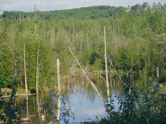 Running Lake surrounded by trees.