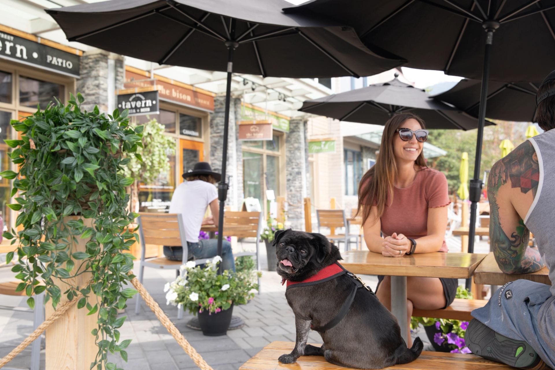 A pug sits on the bench of our umbrella-shaded patio in the summer.