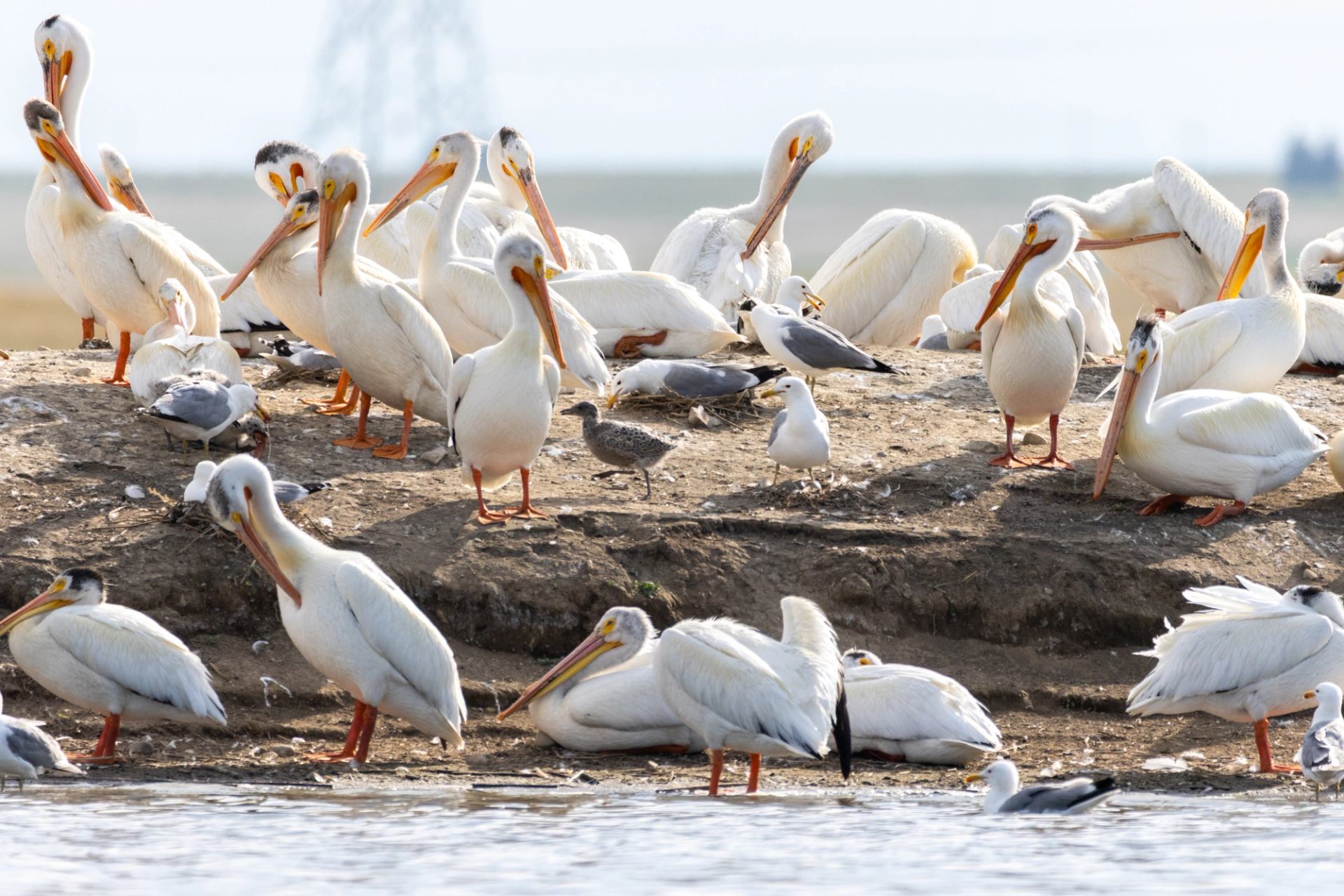 Group of pelicans resting and preening on a rocky shoreline.