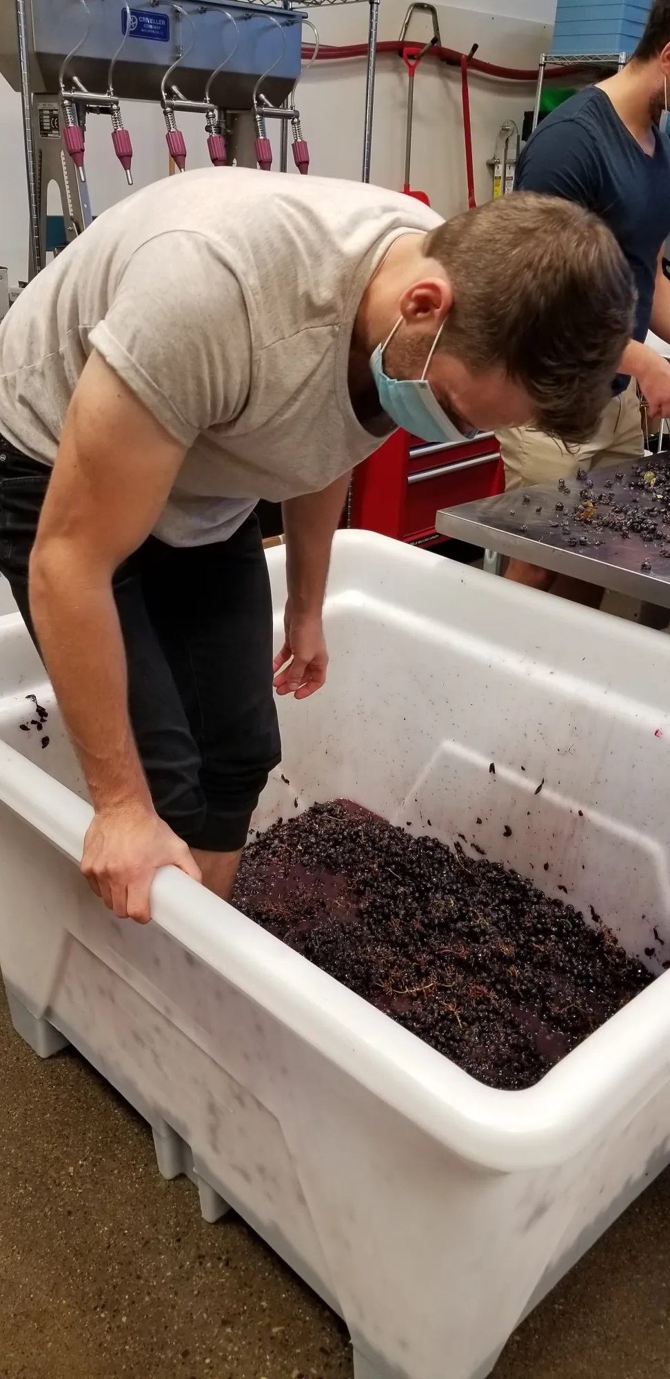 Person stomping grapes in a white container at City & Country Urban Winery.