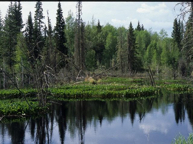 Tall trees reflected in calm water