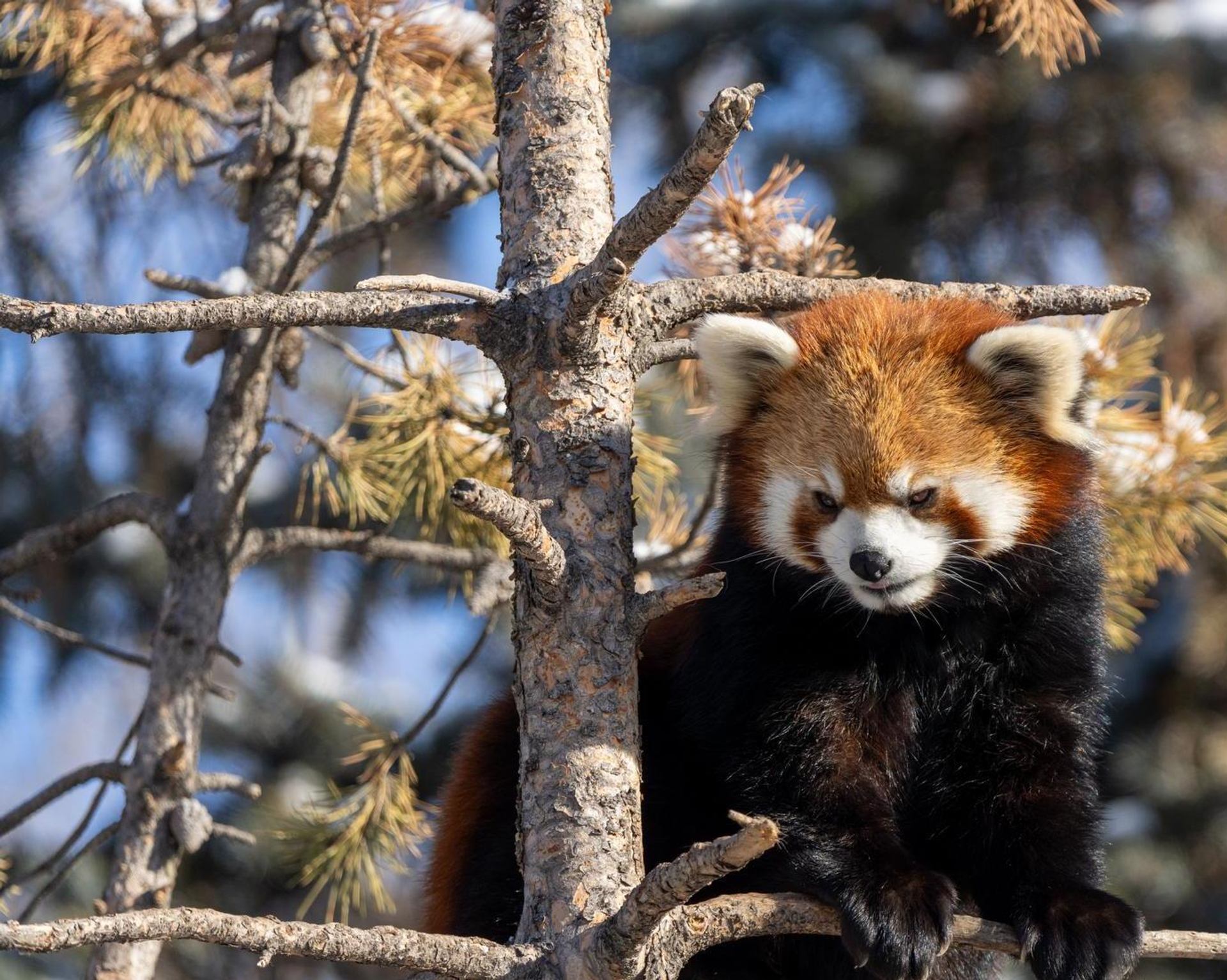 Red panda perched on tree branches with sparse needles and blurred background.