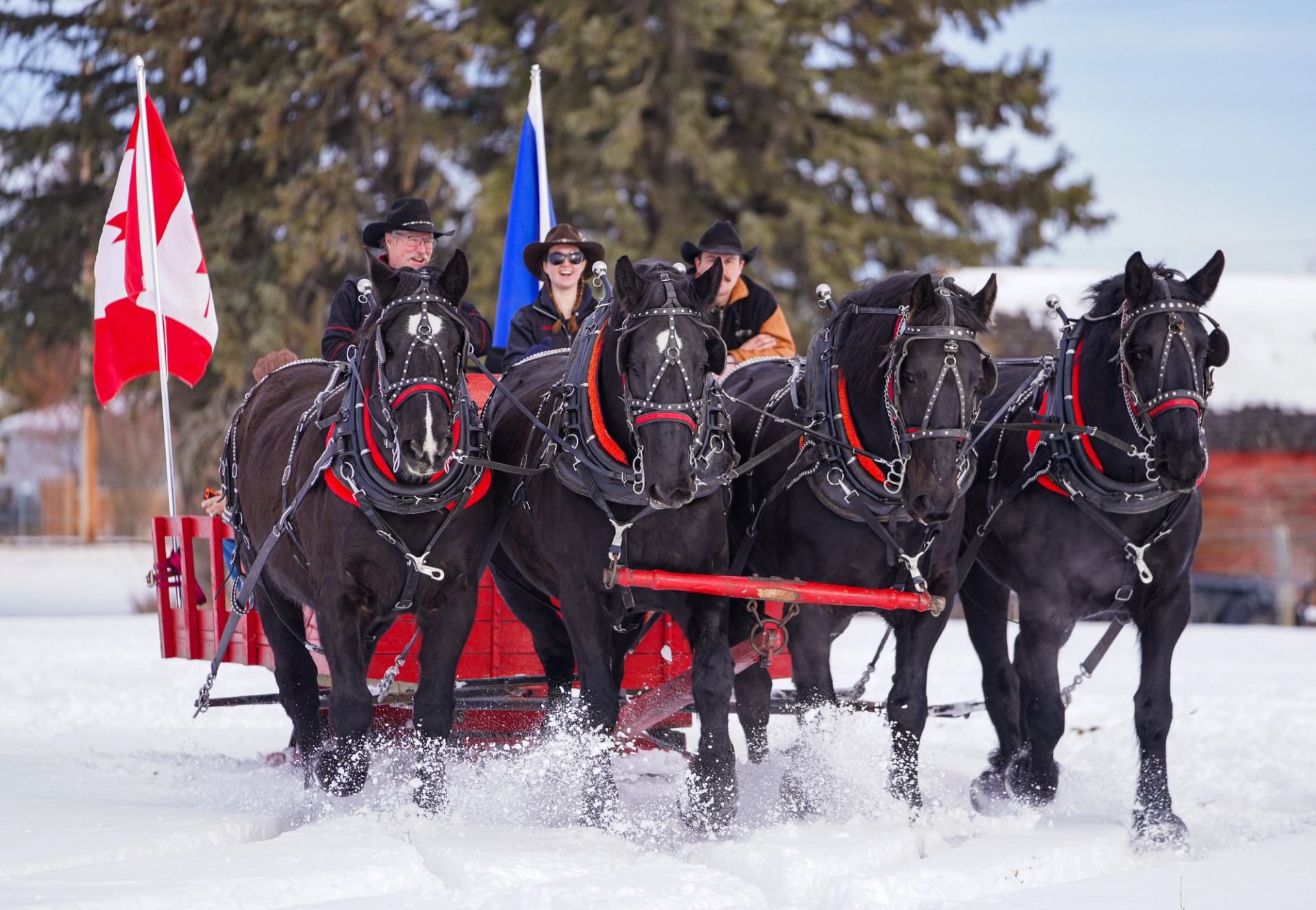 Horse-drawn sleigh moves through snow with riders and Canadian flag in background.