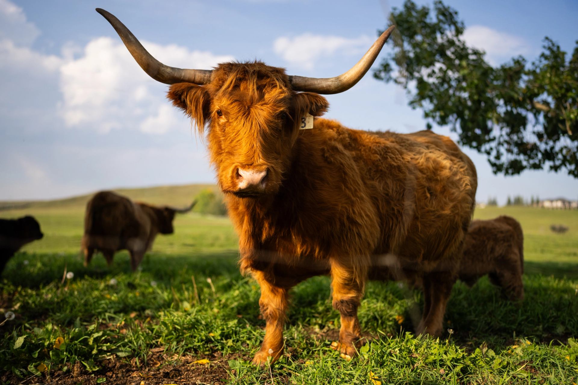 A highland cow looking at camera in green field.