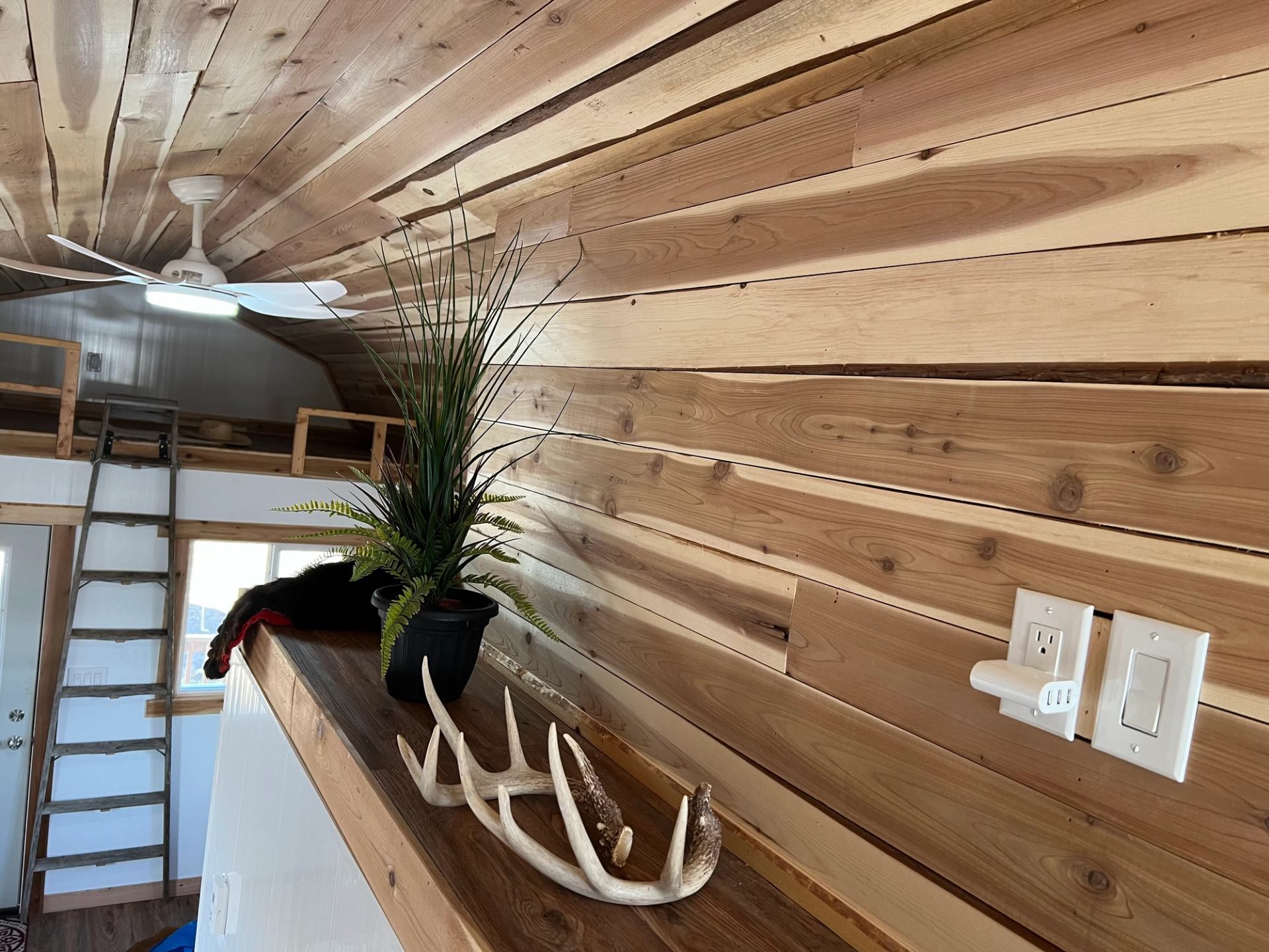 Wood-paneled cabin wall with antler decor, plant, and view of loft with ladder in background.