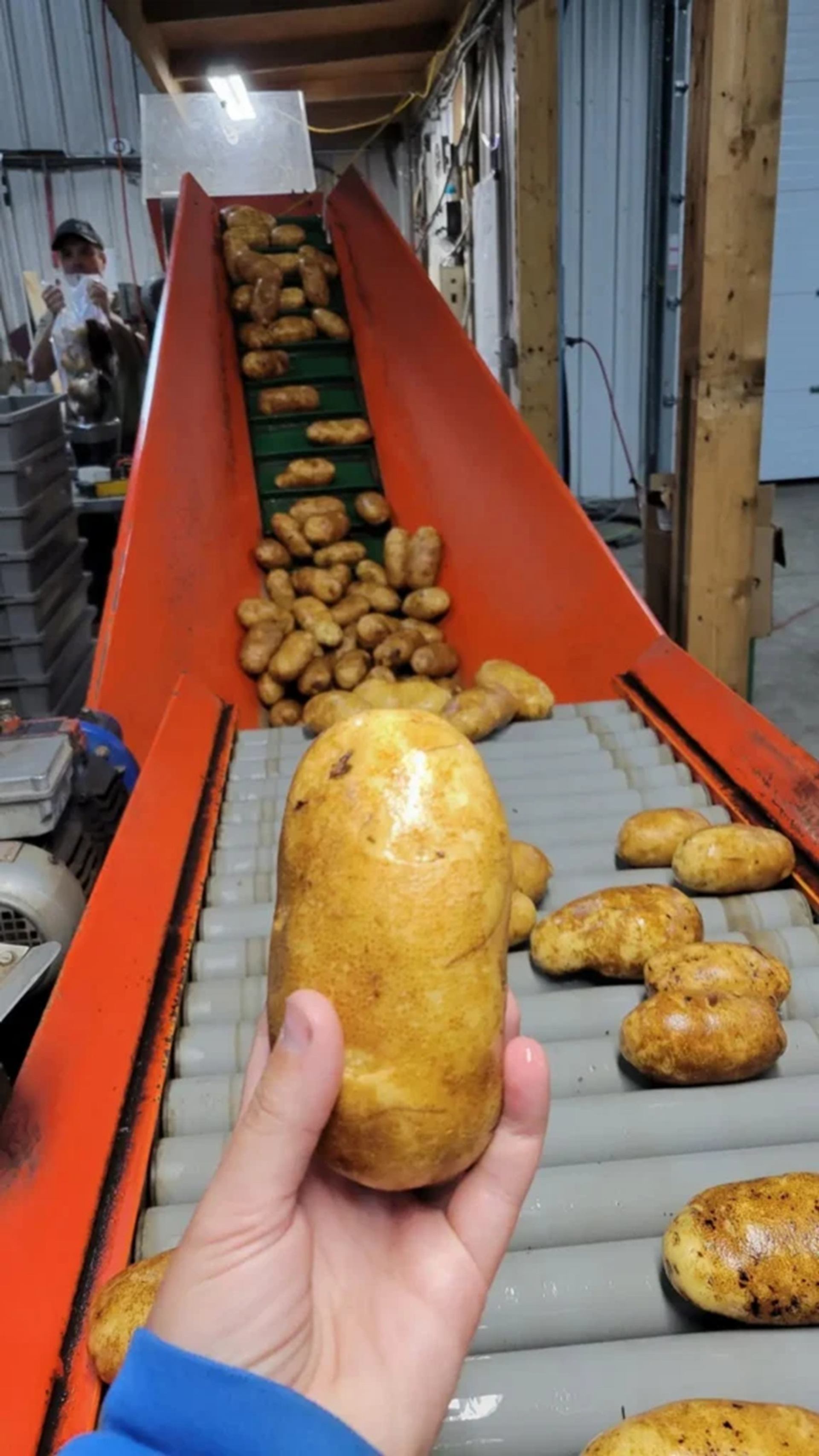 Hand holding a potato above conveyor belt carrying more potatoes in processing facility.