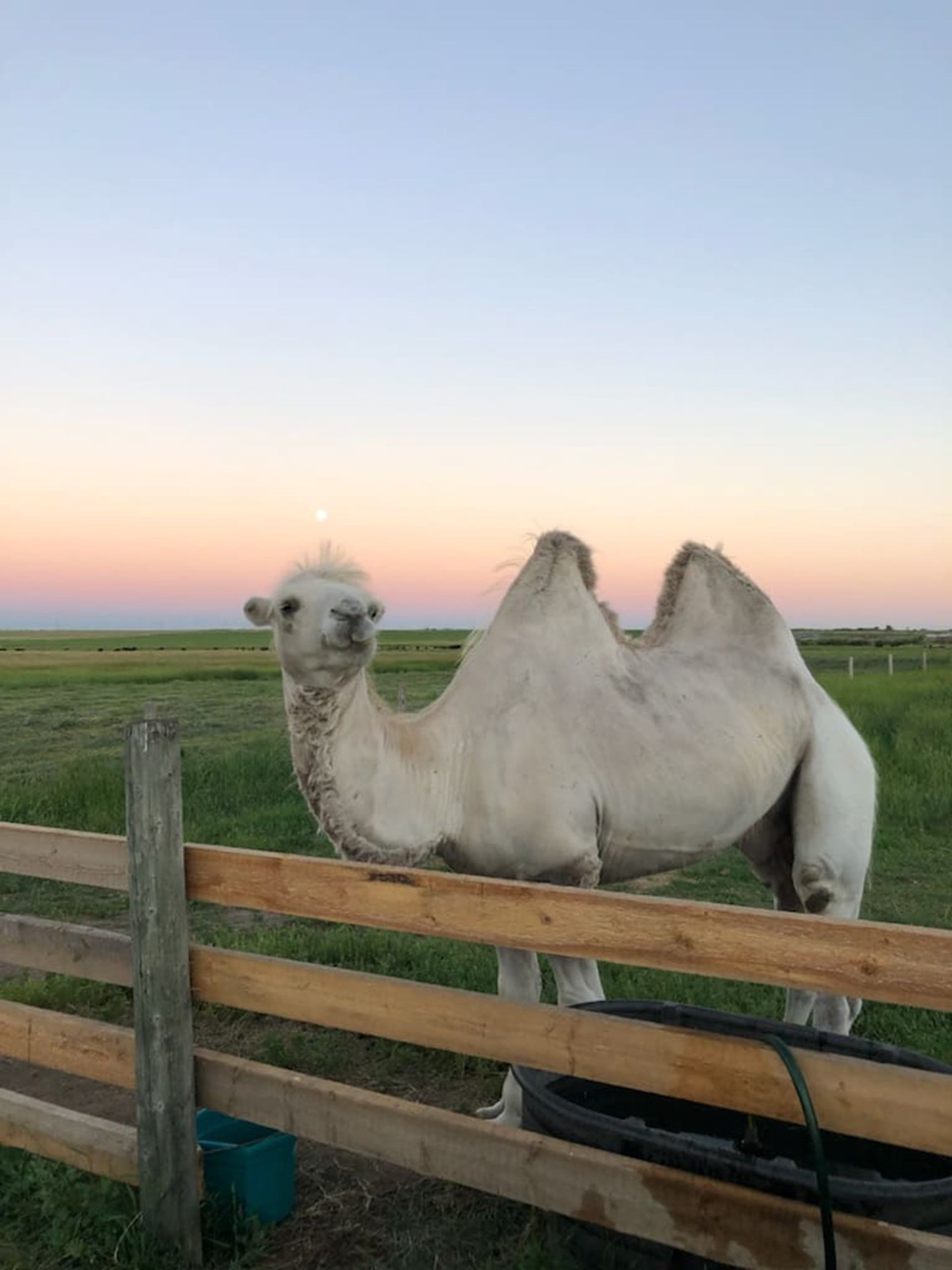 White two-humped camel stands behind wooden fence in open grassy field.
