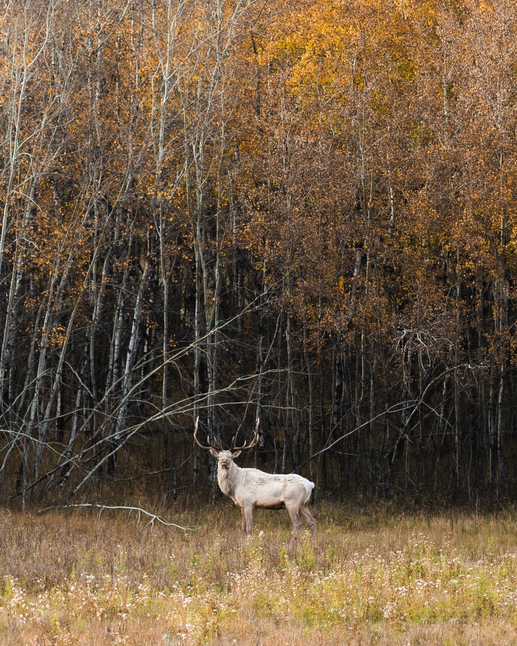 White deer with large antlers standing in tall grass before dense leafless trees.