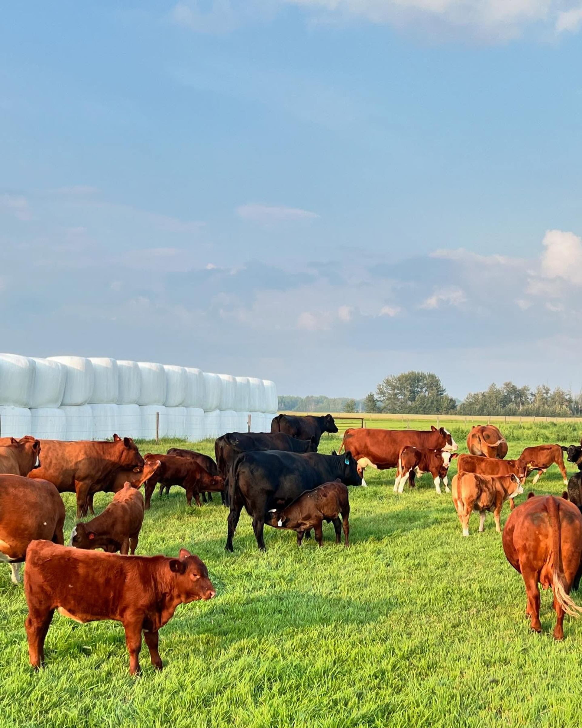 Cattle grazing on green pasture near stacked white hay bales under blue sky.