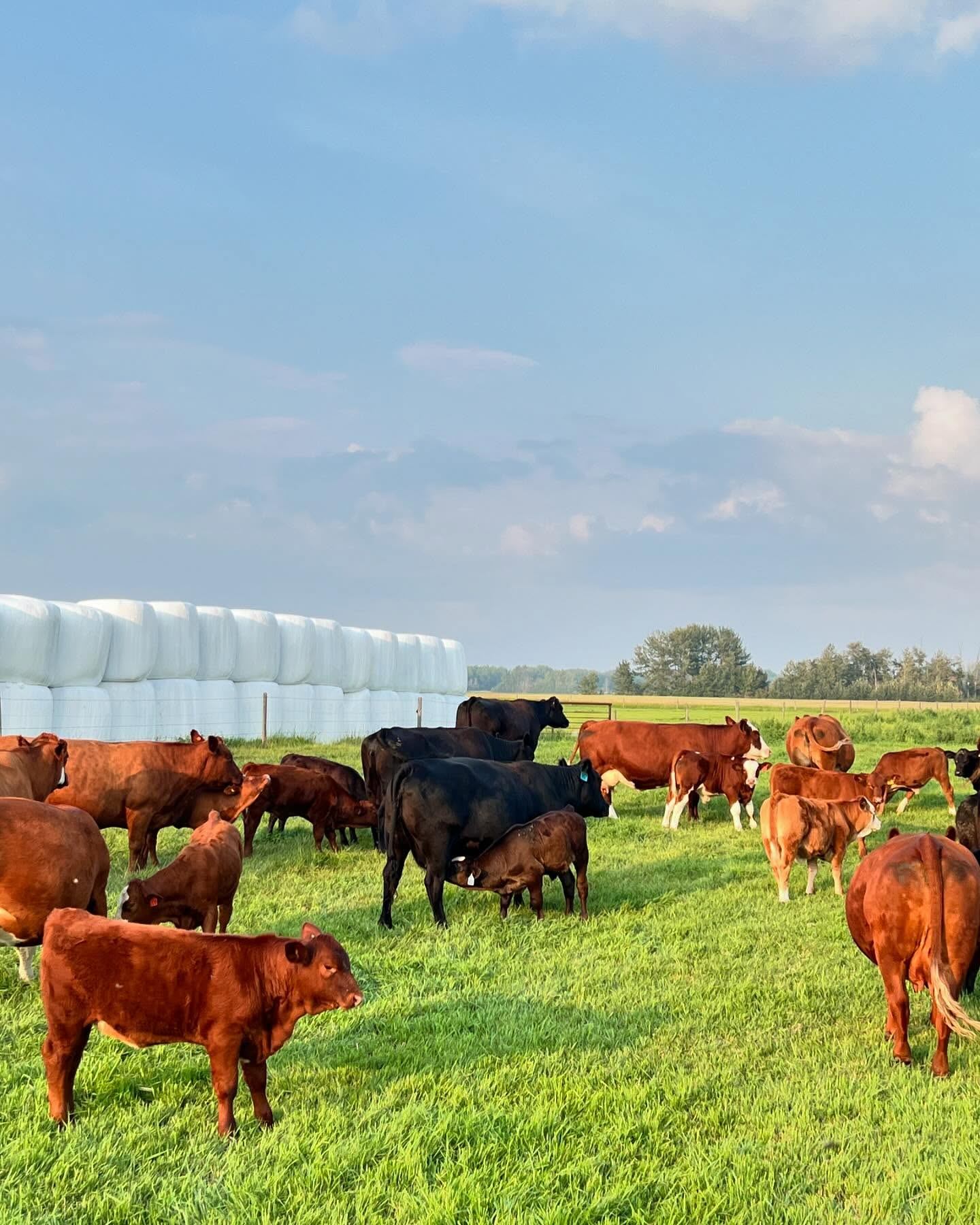 Cattle grazing on green pasture near stacked white hay bales under blue sky.
