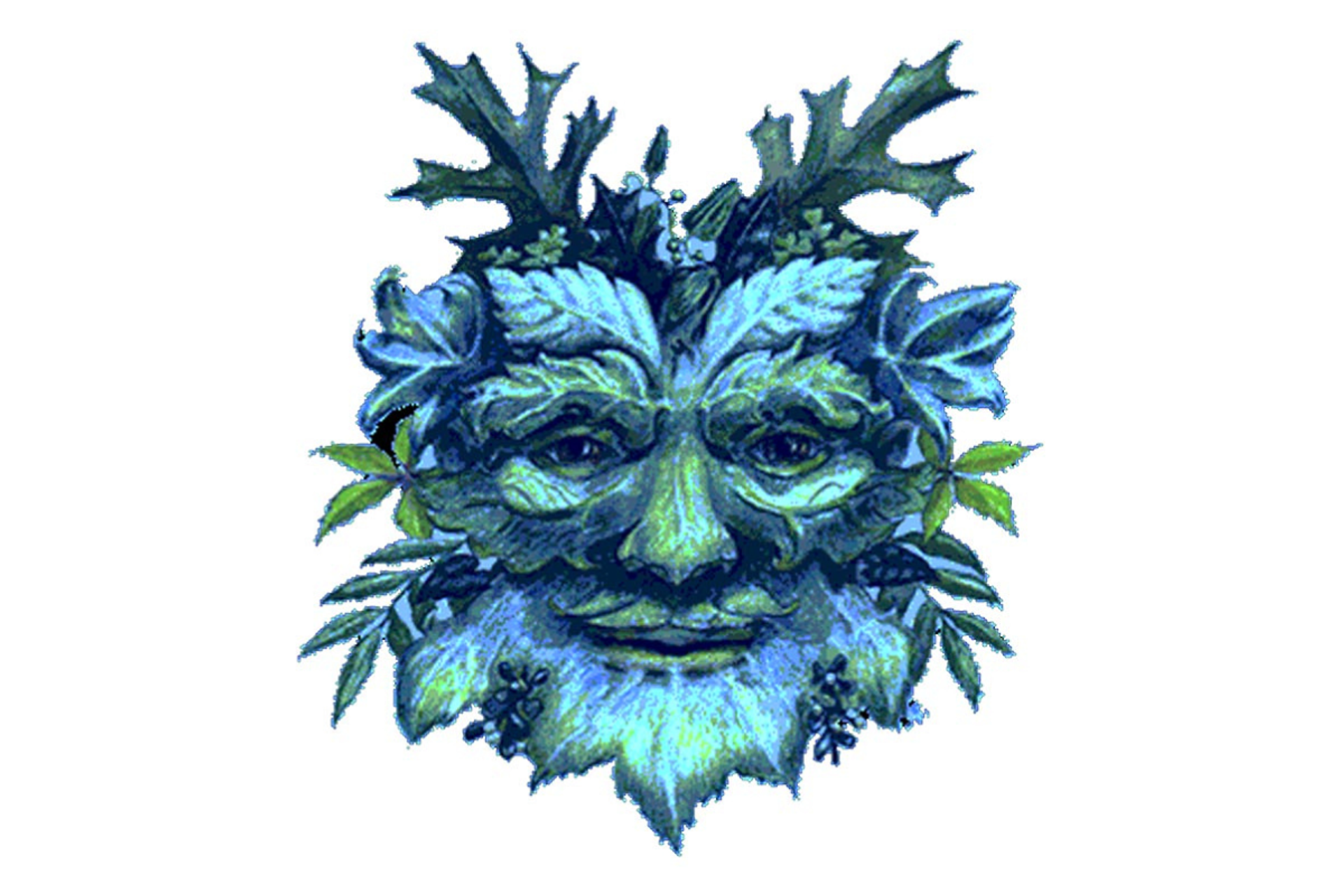Blue-green foliage with holly-like leaves arranged in a decorative crest.