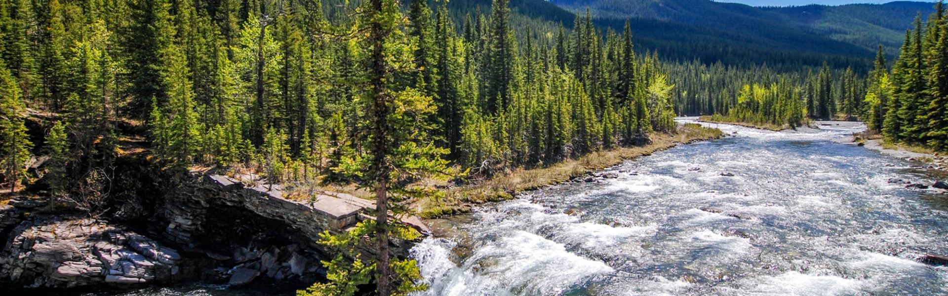 Mountain river flowing through dense evergreen forest under a clear blue sky in Alberta.