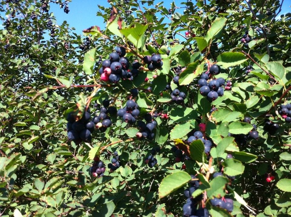 Clusters of dark berries on leafy branches against blue sky.