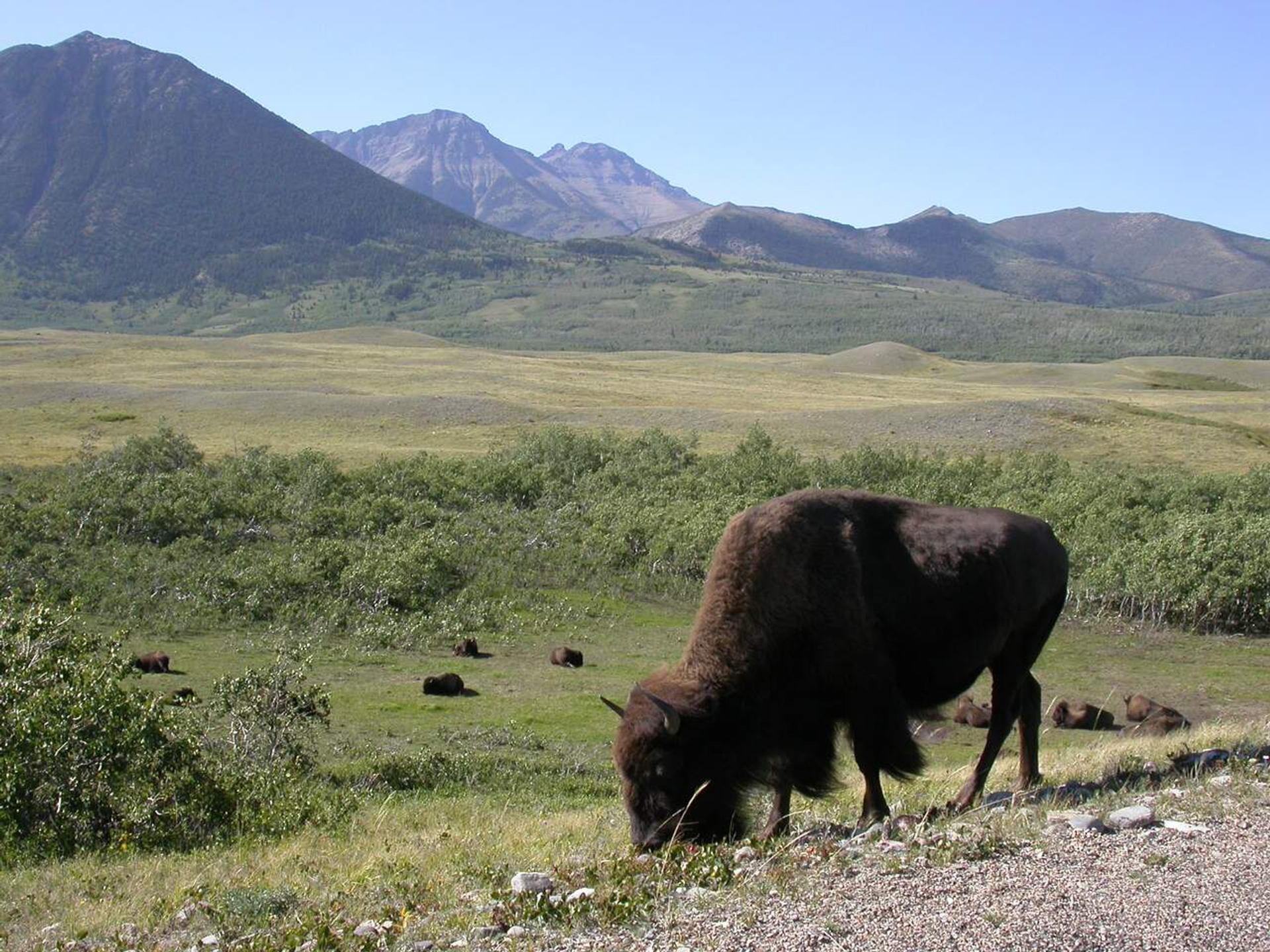 Bison grazing on open grassland with distant mountains and scattered herd in background.