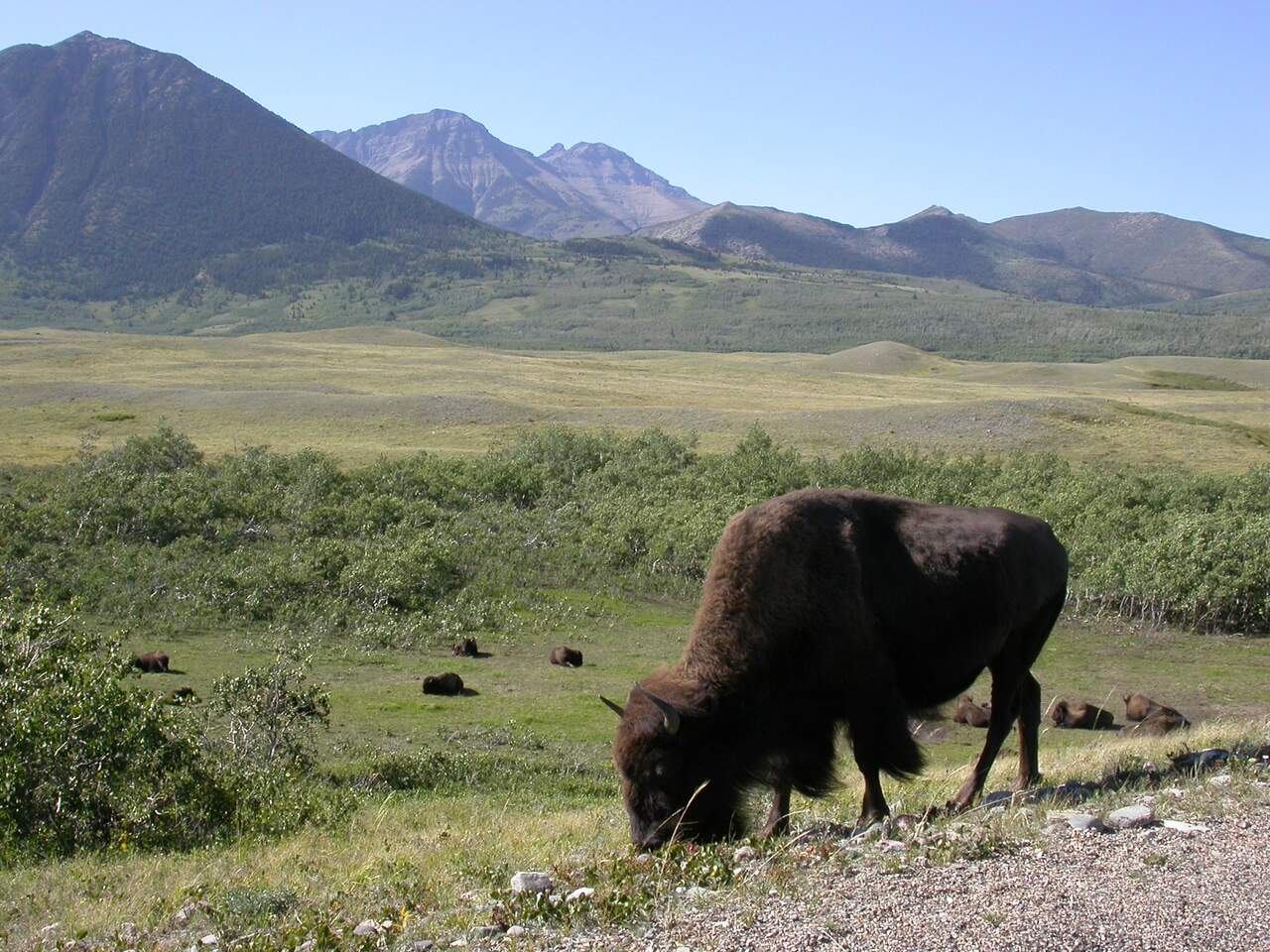 Bison grazing on open grassland with distant mountains and scattered herd in background.