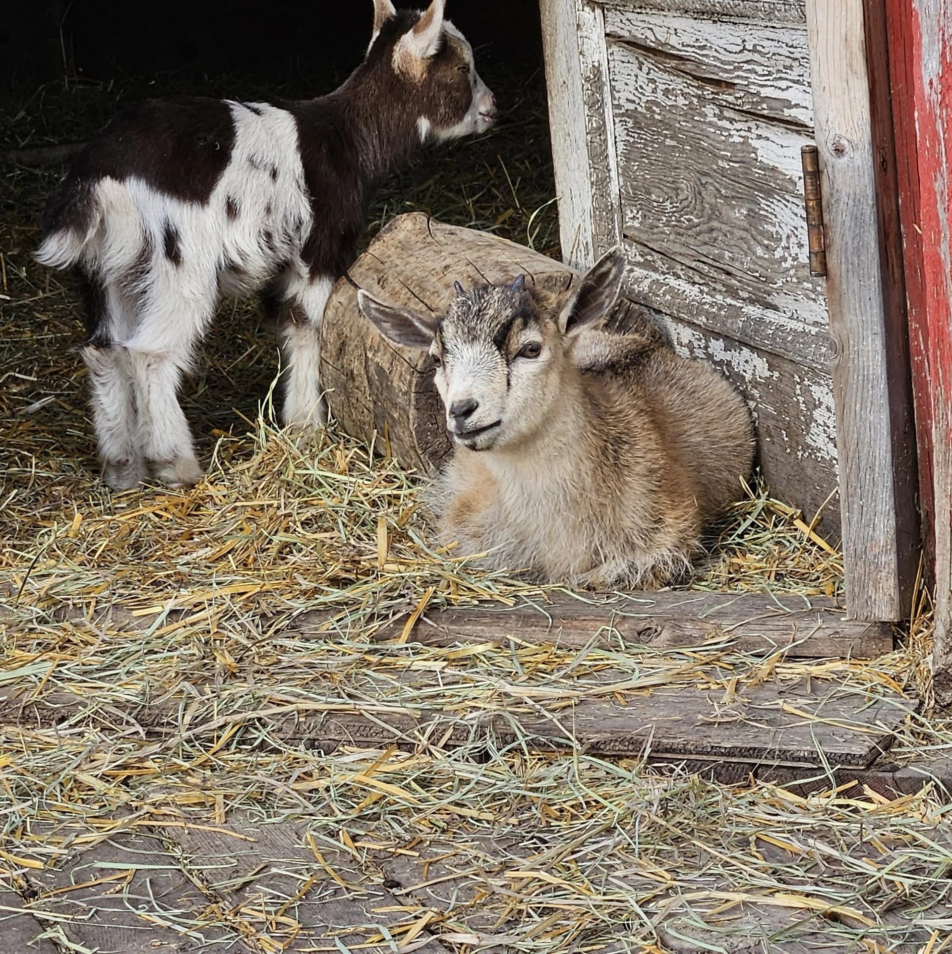 Two young goats rest beside a weathered barn doorway on a bed of hay and wooden planks.