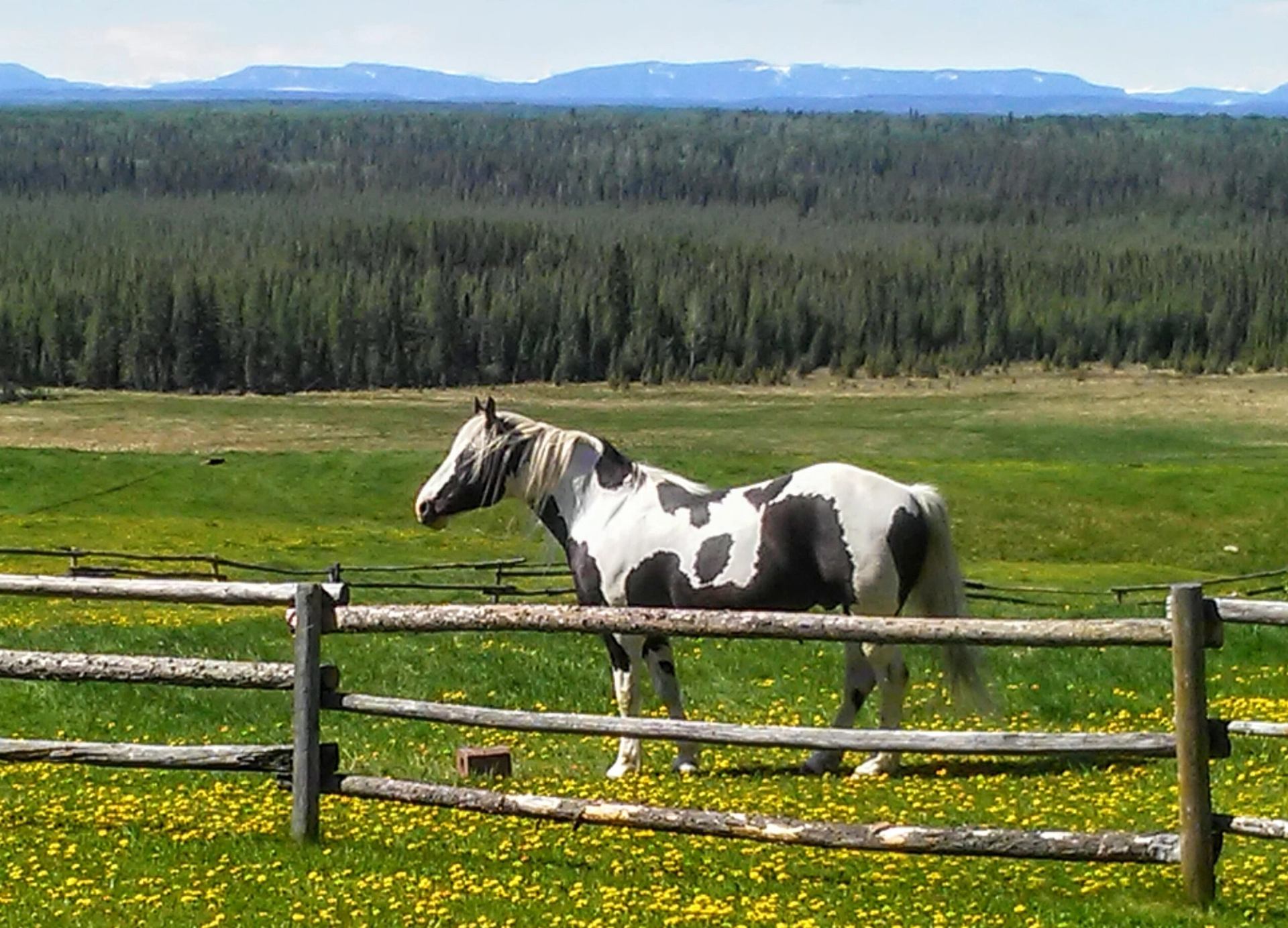 Horse in the pasture at Ride the Wind Ranch.