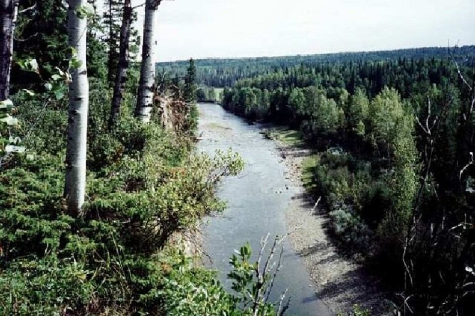 Forest river winding through dense trees, viewed from an elevated point.