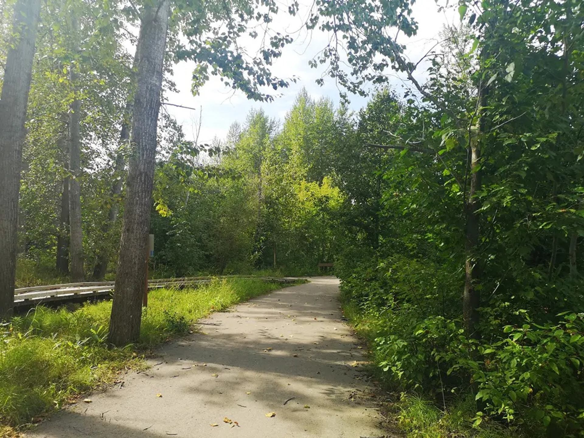 Paved path curves through dense green forest with wooden boardwalk on the left.