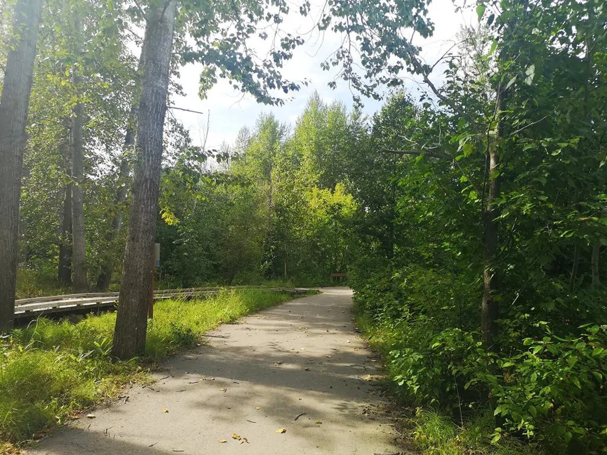 Paved path curves through dense green forest with wooden boardwalk on the left.