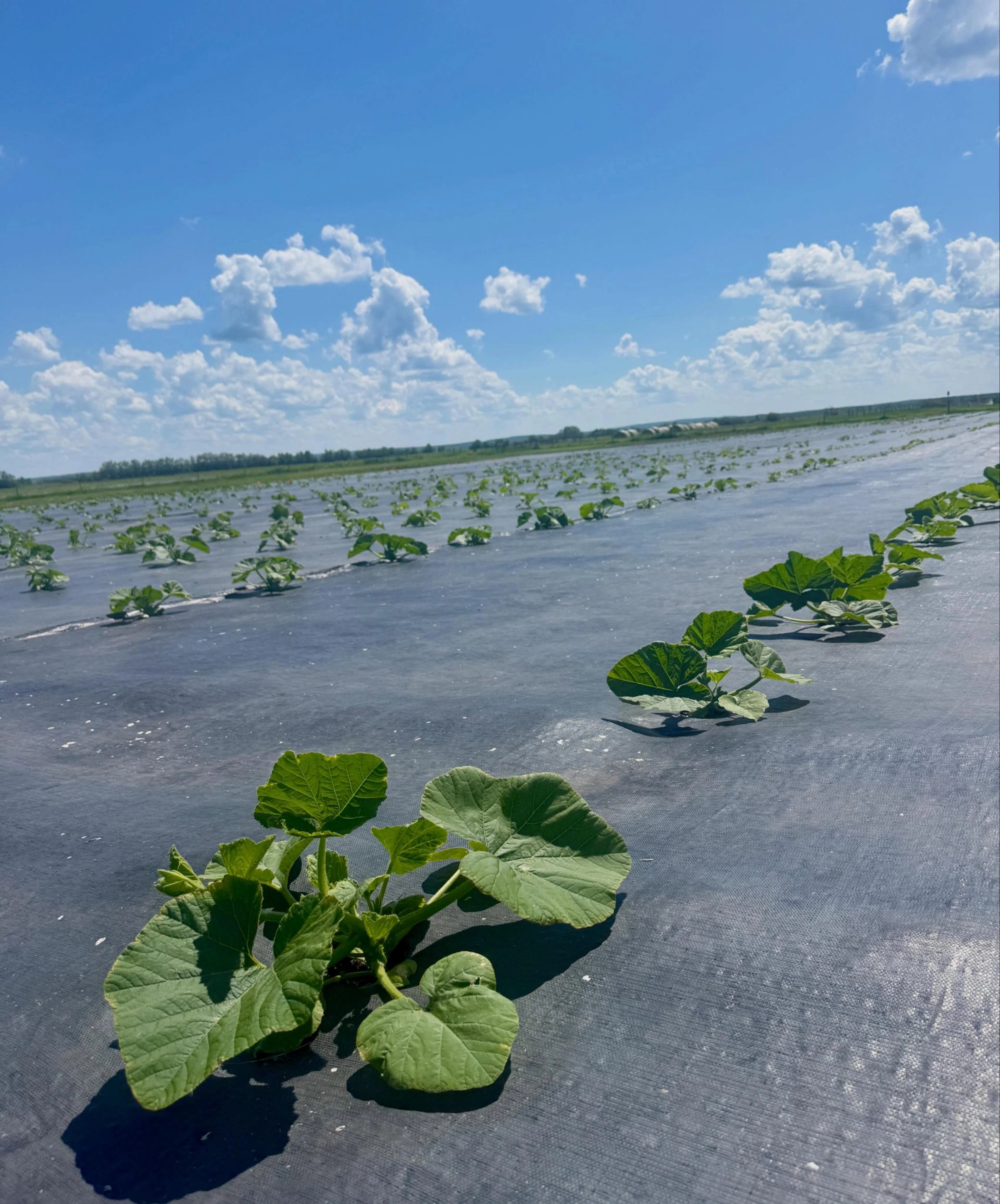 Young crop plants emerge in long field rows beneath a bright blue sky with scattered clouds.