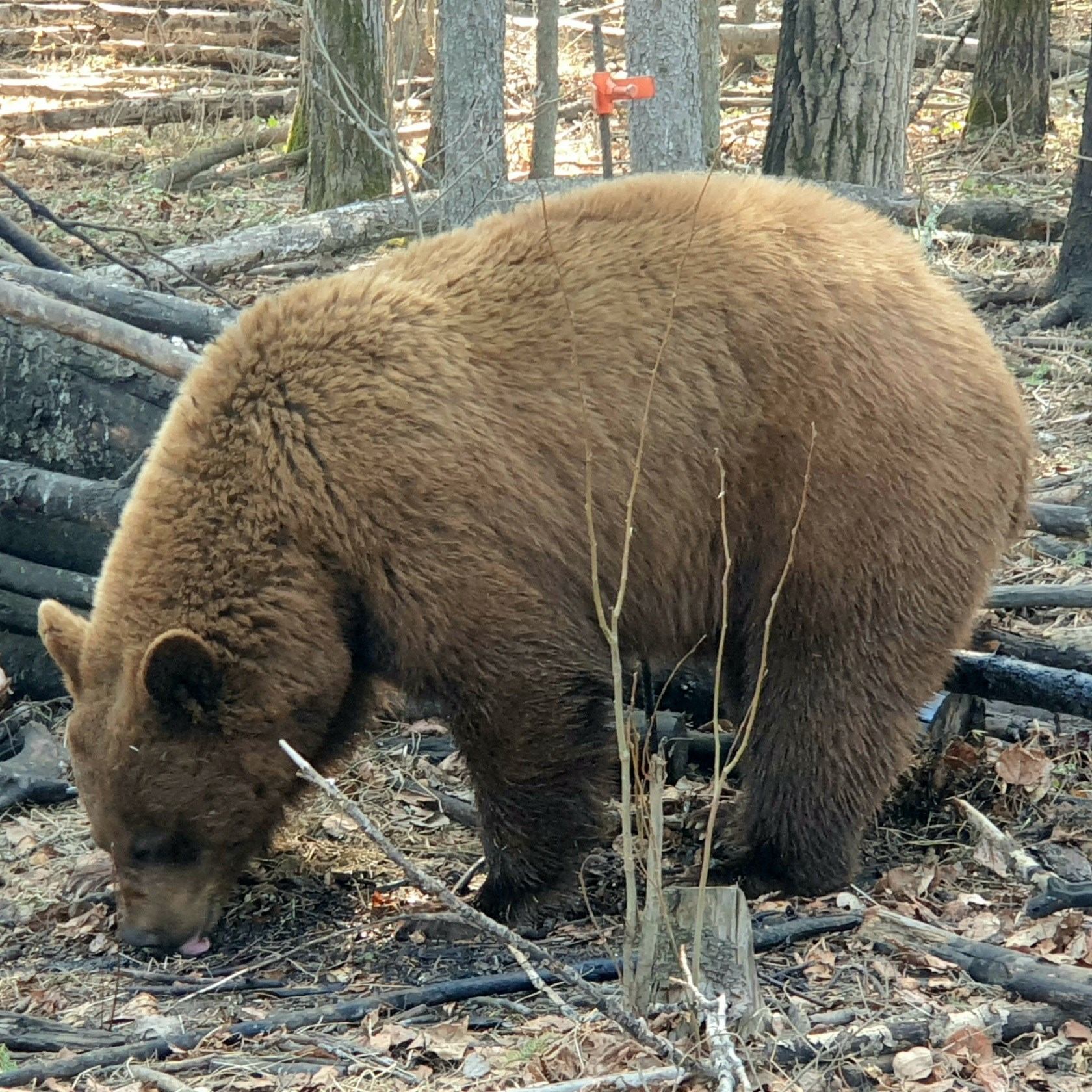 Brown bear sniffs forest floor among fallen branches and trees.