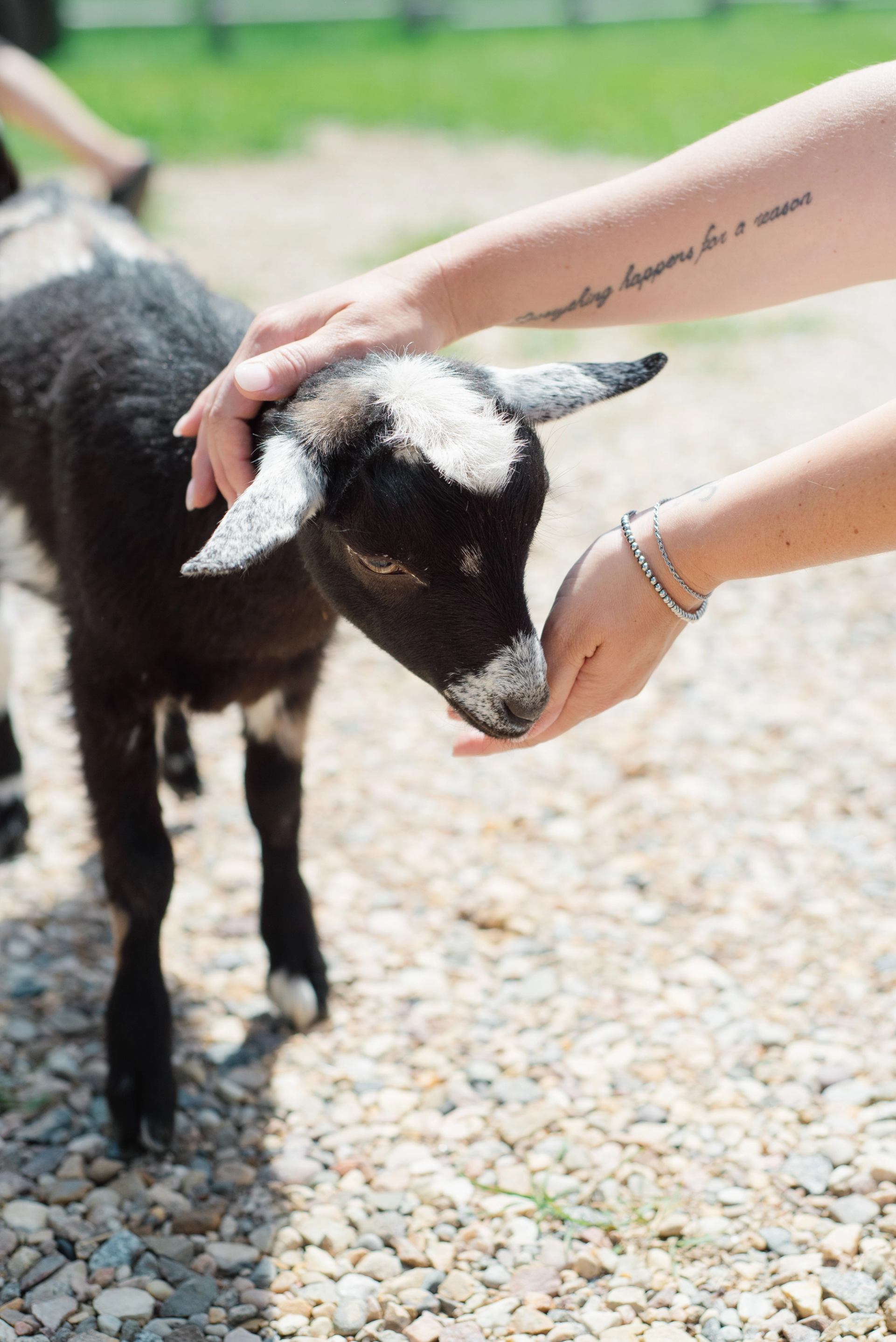 Black and white baby goat stands on gravel while person gently pets its head.