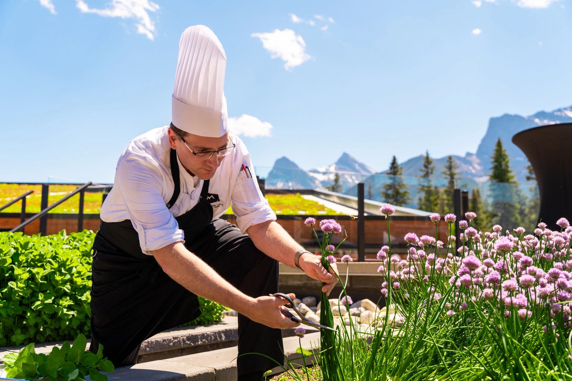 Chef in white hat trims chive flowers in rooftop garden with mountain backdrop.