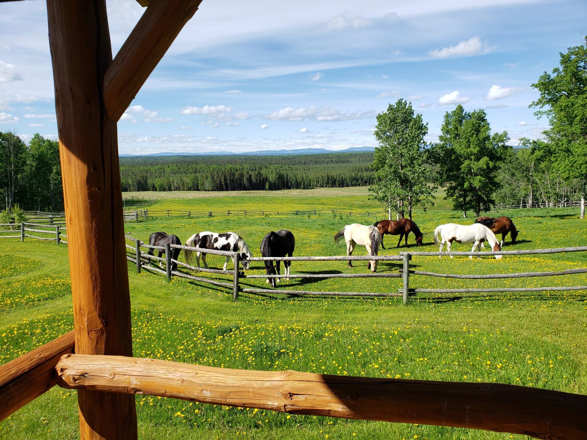 Horses grazing at Ride the Wind Ranch.
